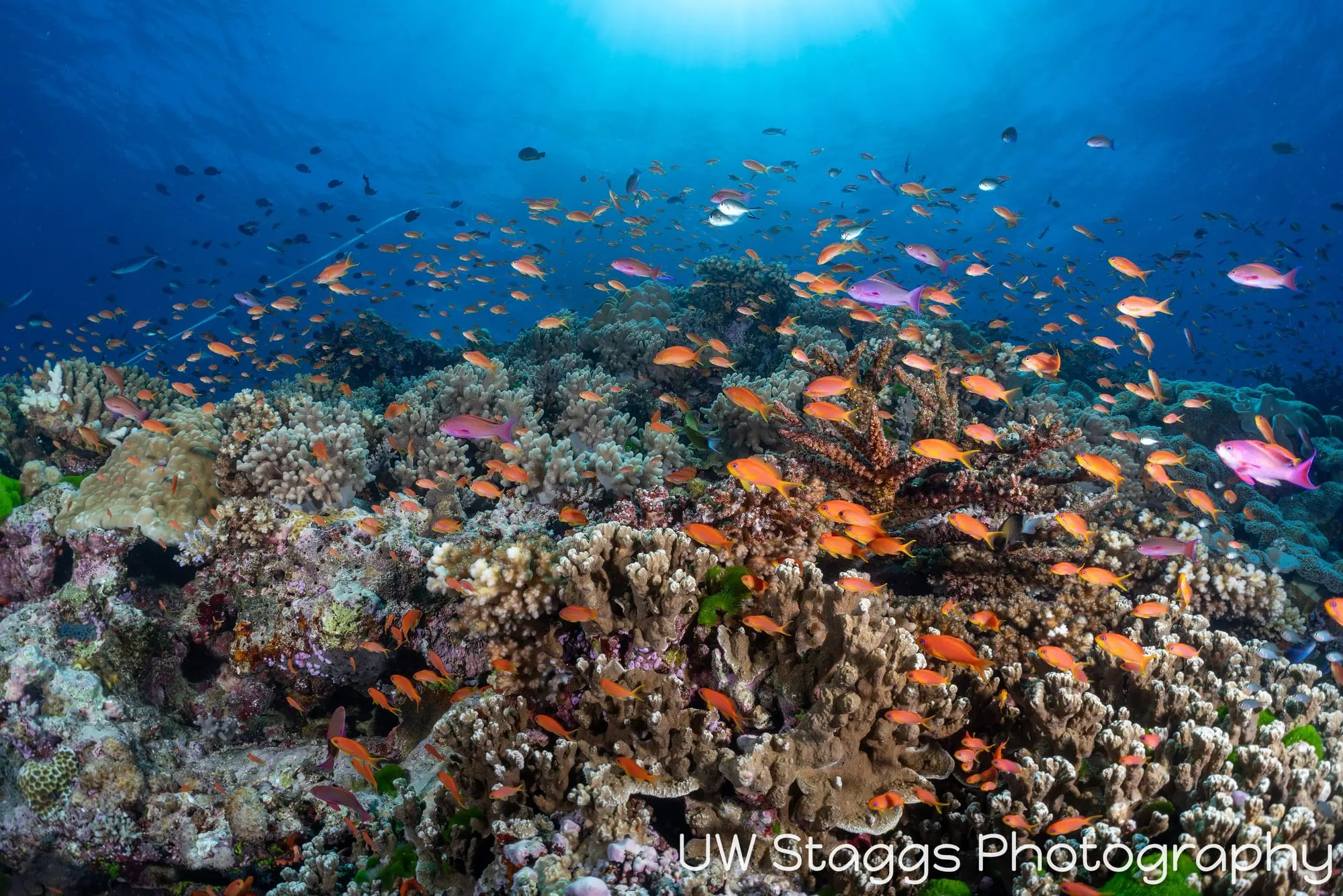 Coral Atoll — Bligh Waters, Fiji