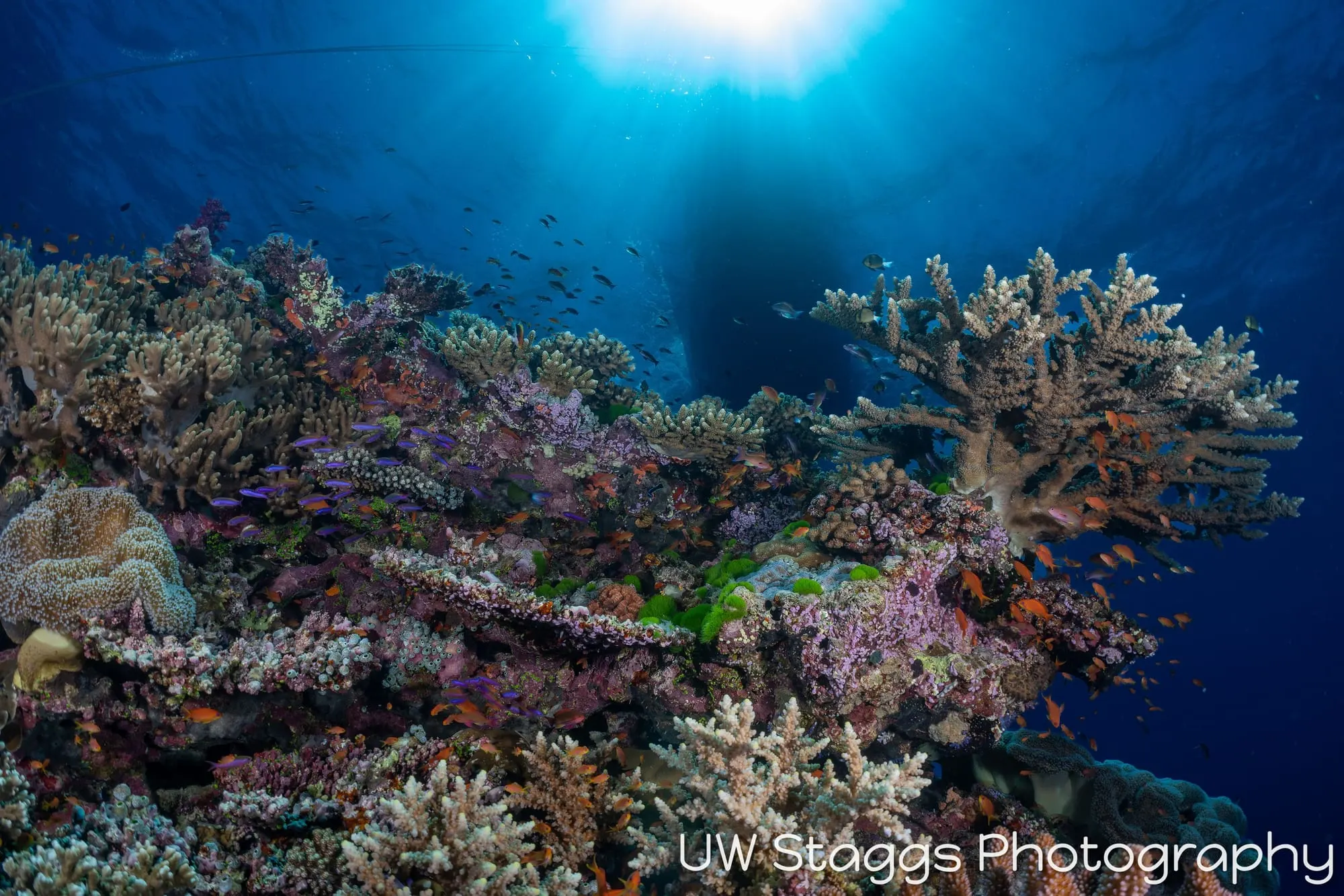 Coral Atoll — Bligh Waters, Fiji