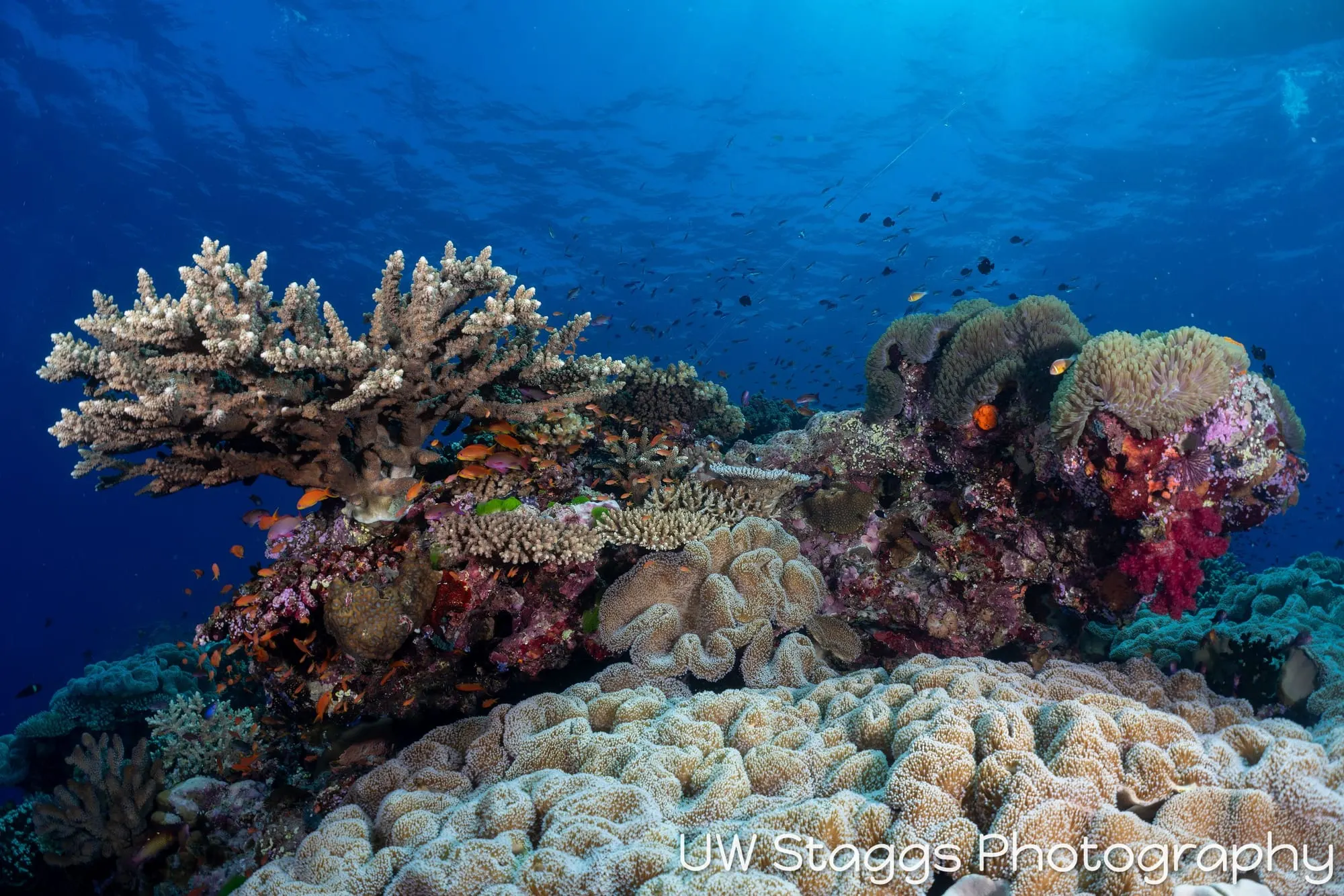 Coral Atoll — Bligh Waters, Fiji
