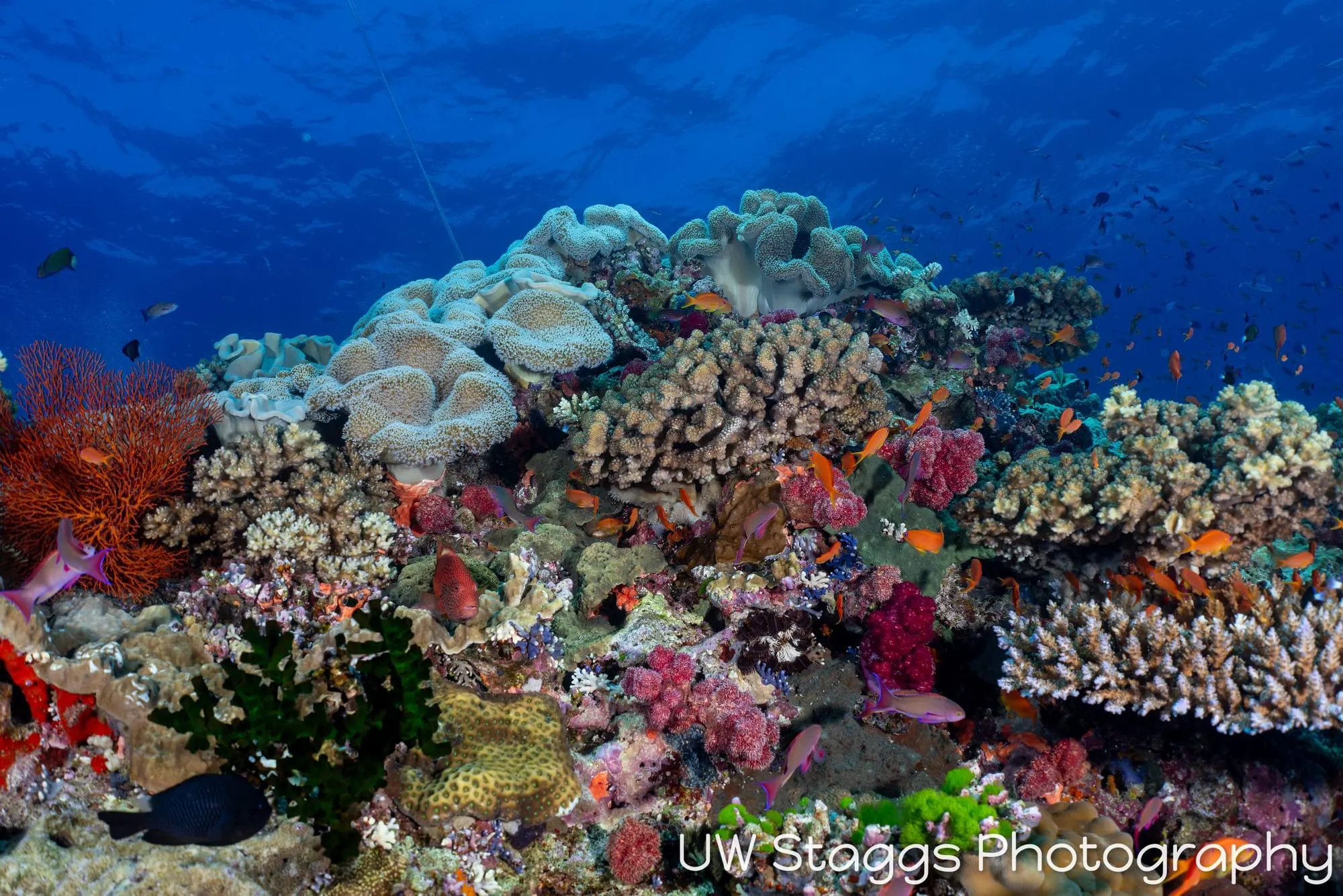 Coral Atoll — Bligh Waters, Fiji