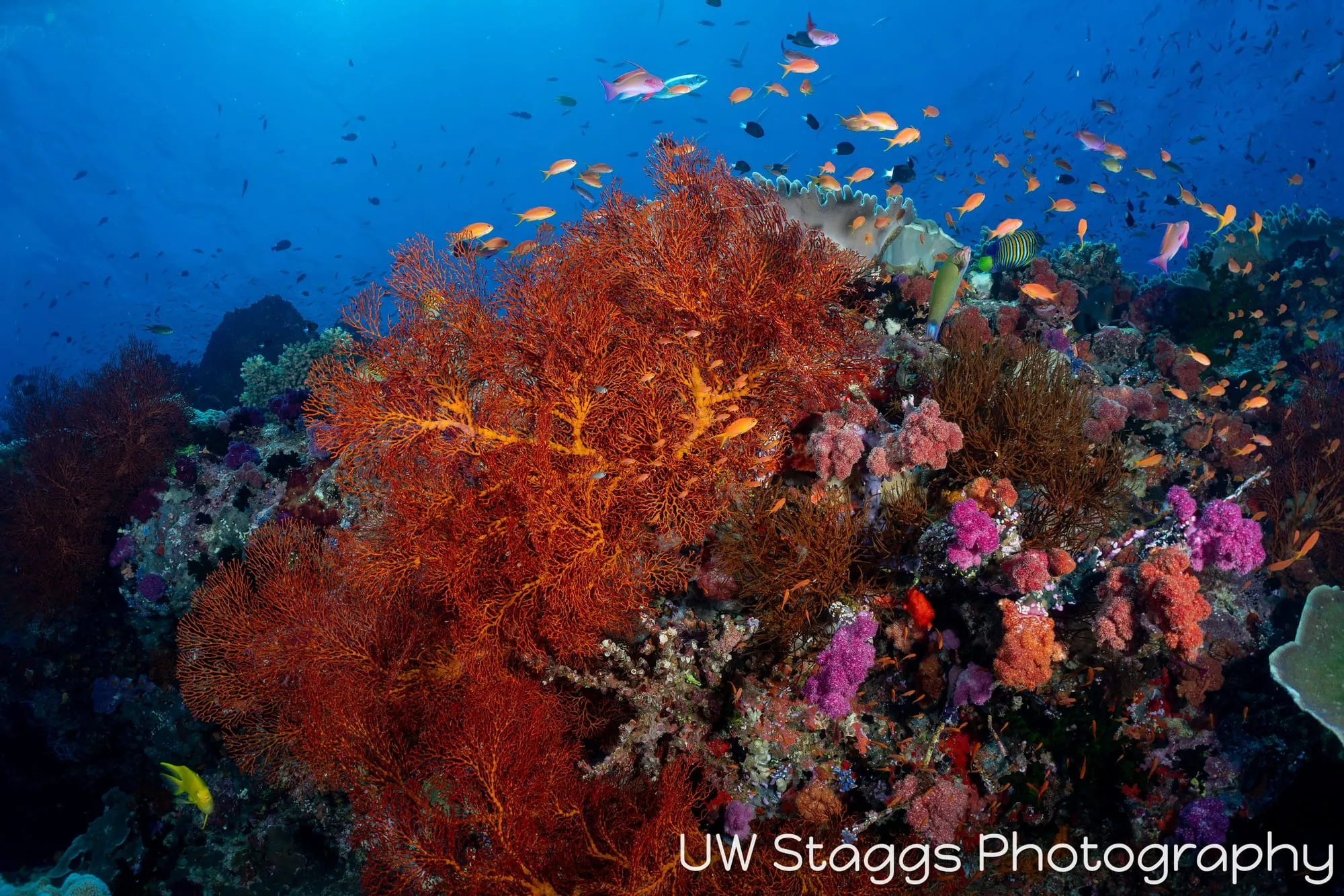 Coral Atoll — Bligh Waters, Fiji