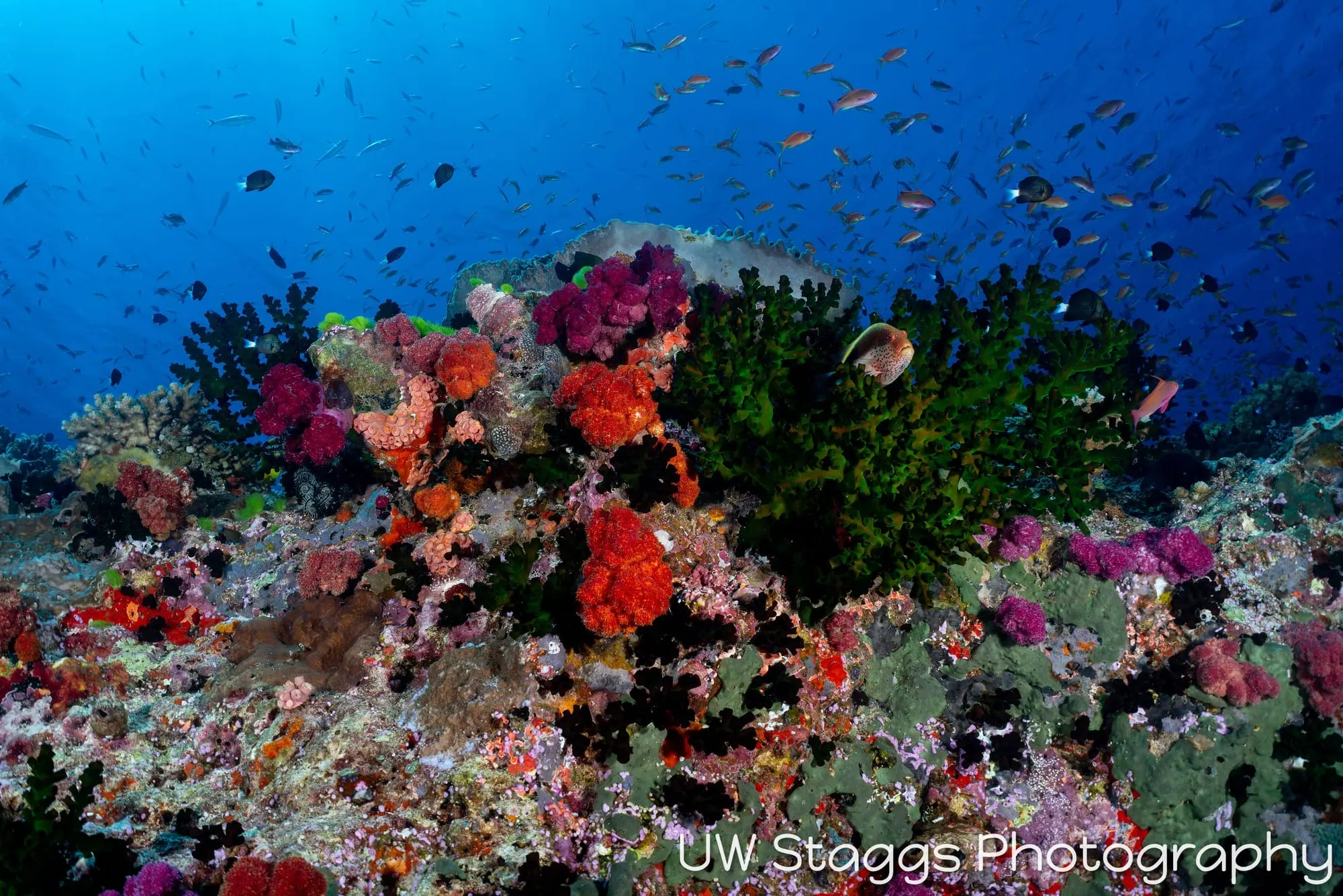 Coral Atoll — Bligh Waters, Fiji