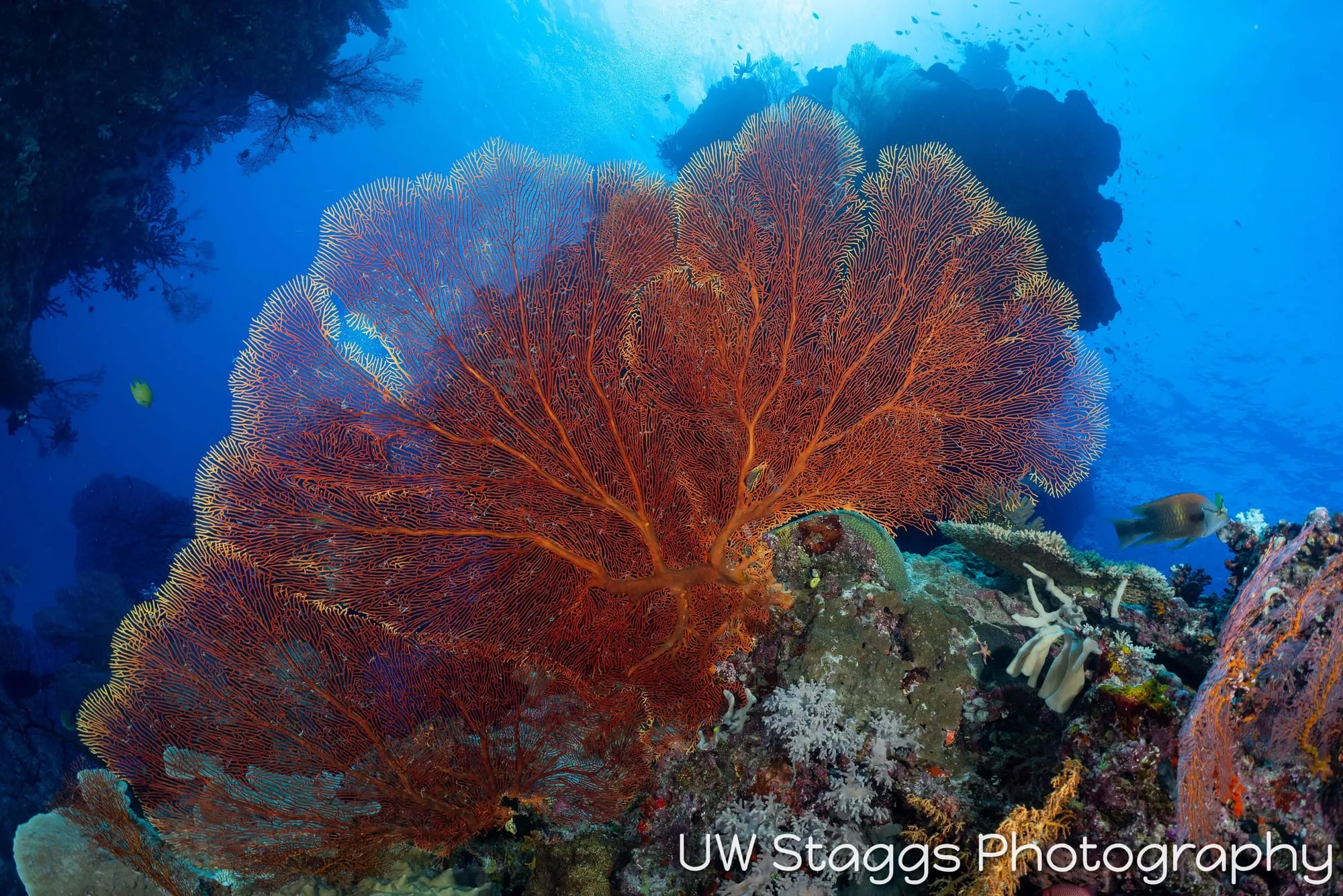 Coral Atoll — Bligh Waters, Fiji