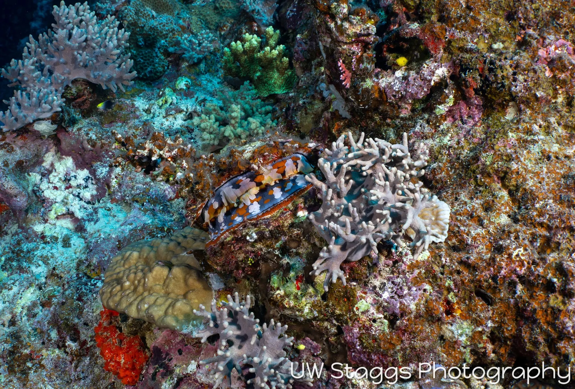 Coral Atoll — Bligh Waters, Fiji