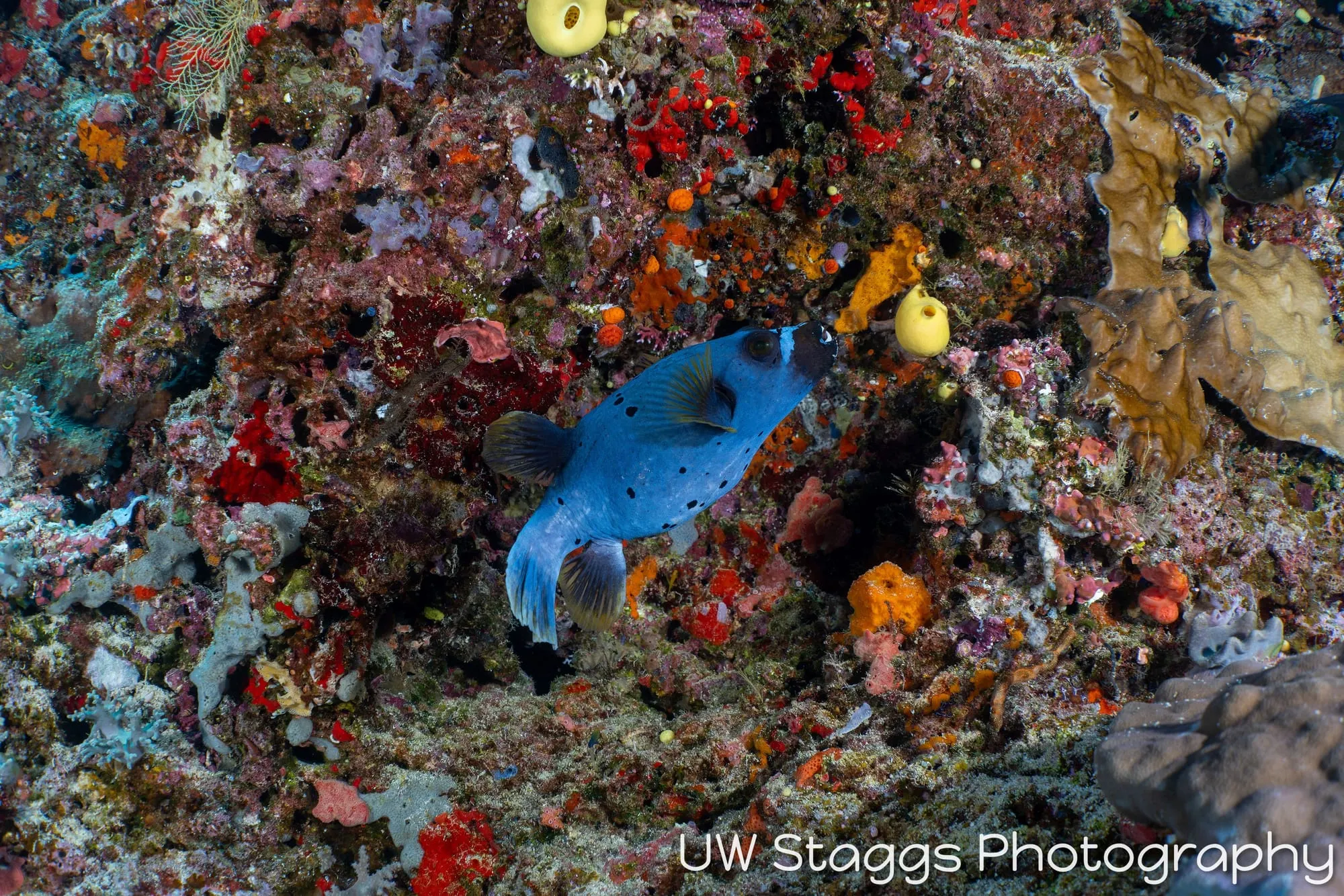 Reef Scene — Bligh Waters, Fiji