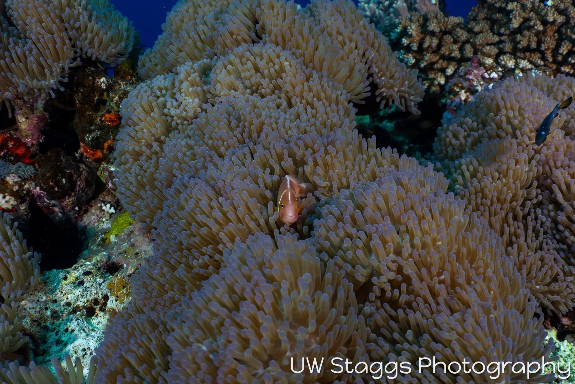 Coral Atoll — Bligh Waters, Fiji