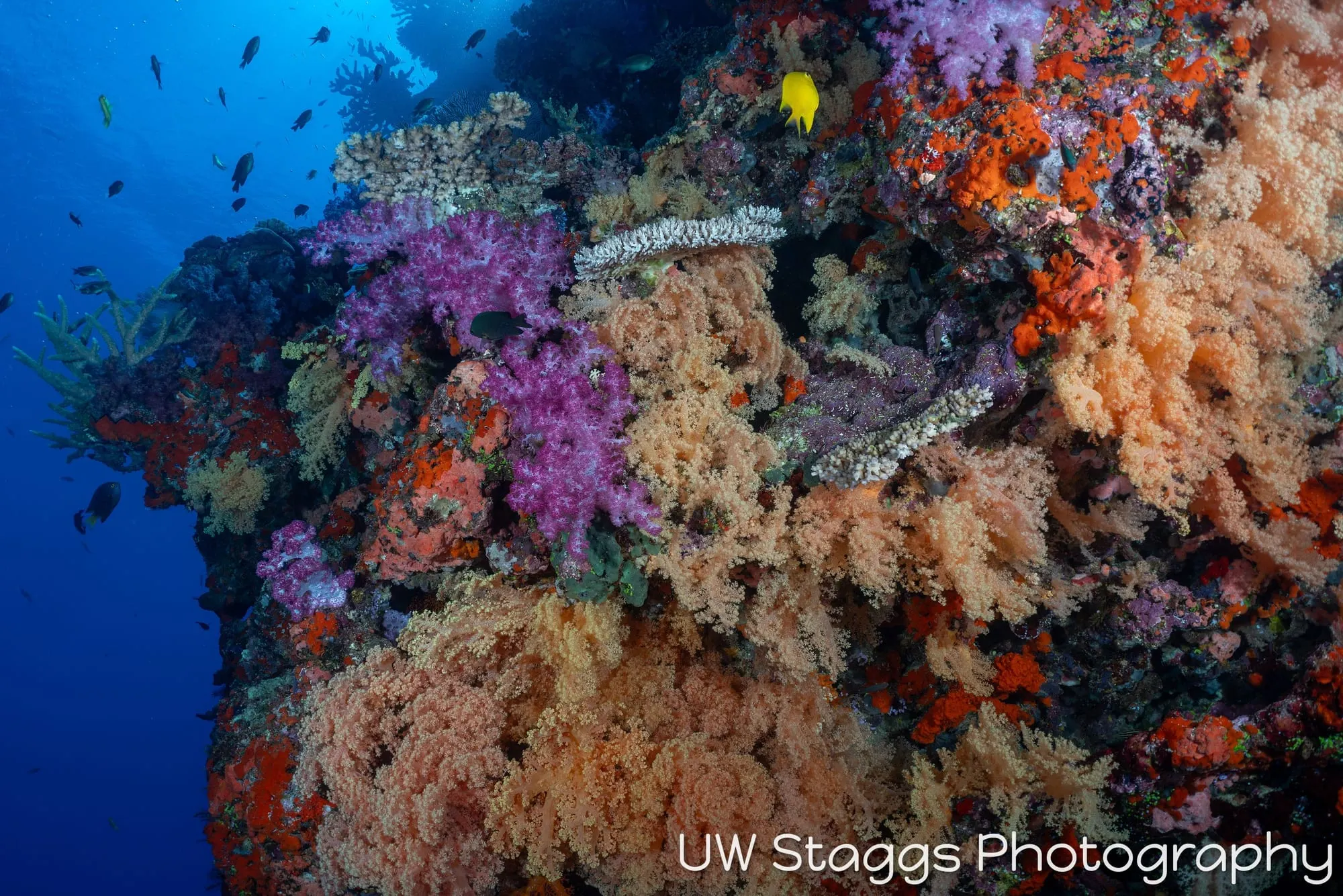 Coral Atoll — Bligh Waters, Fiji