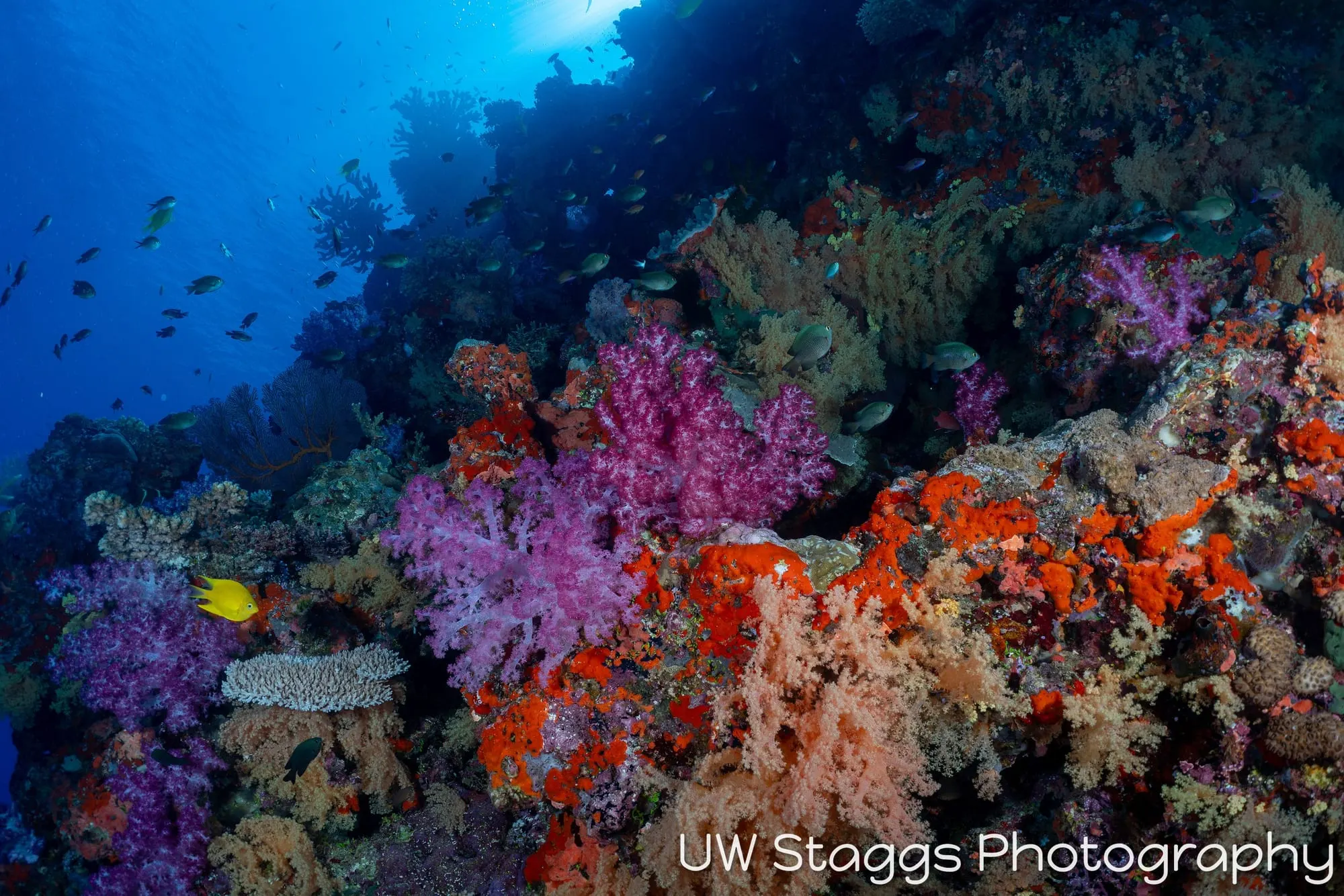 Coral Atoll — Bligh Waters, Fiji