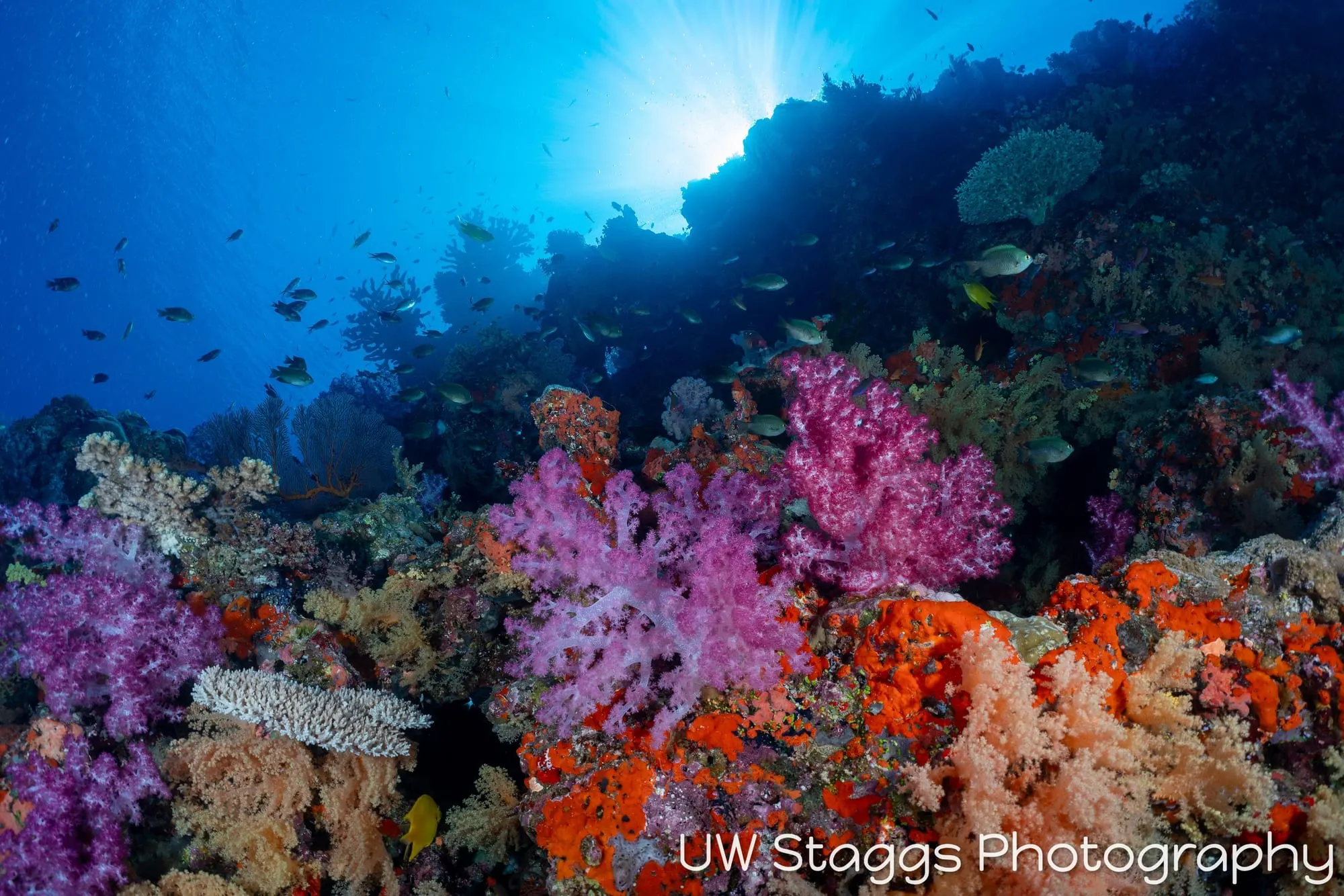Coral Atoll — Bligh Waters, Fiji