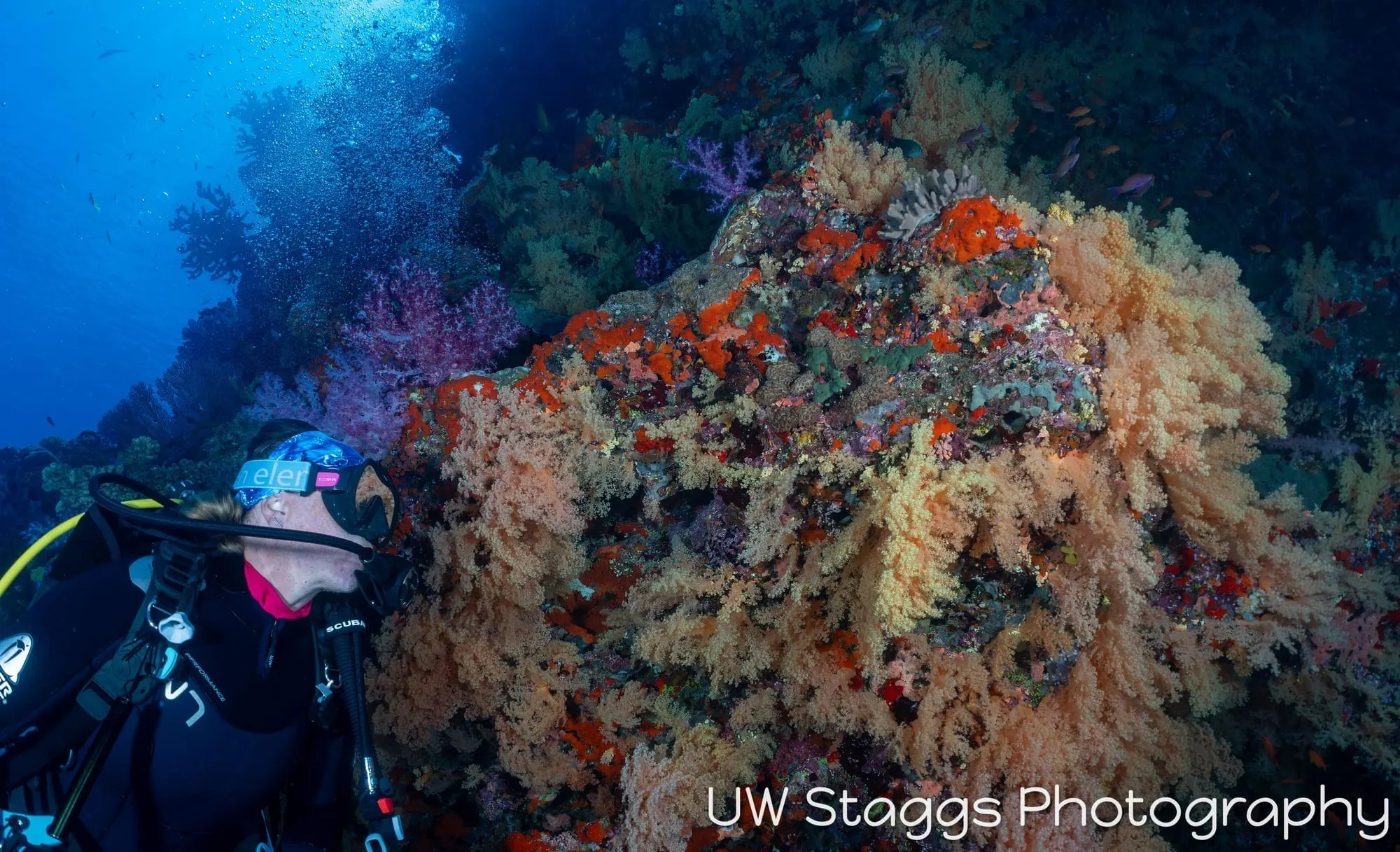 Reef Scene — Bligh Waters, Fiji