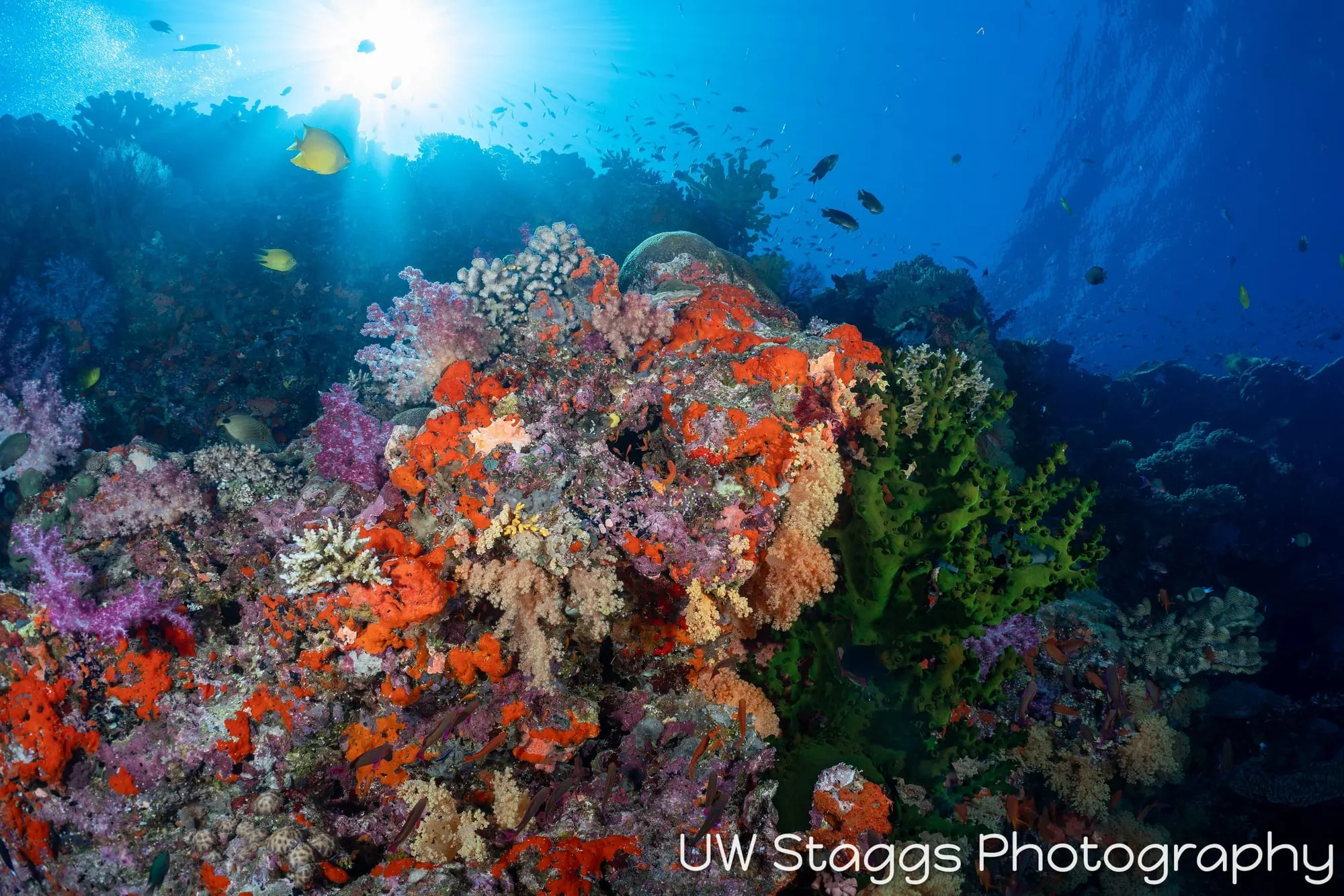 Coral Atoll — Bligh Waters, Fiji