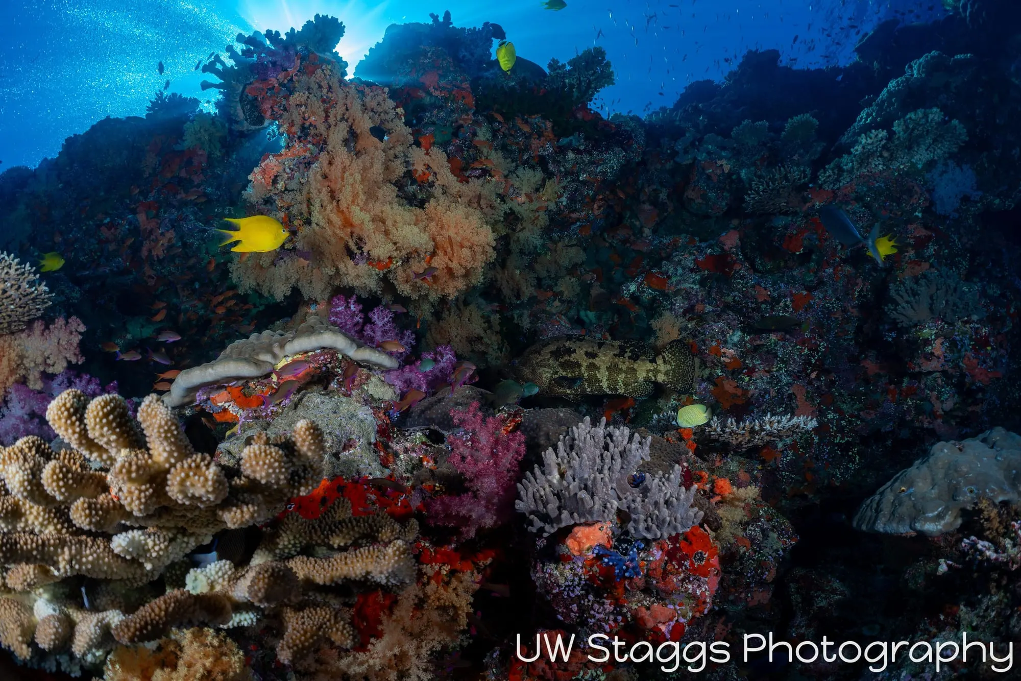 Coral Atoll — Bligh Waters, Fiji
