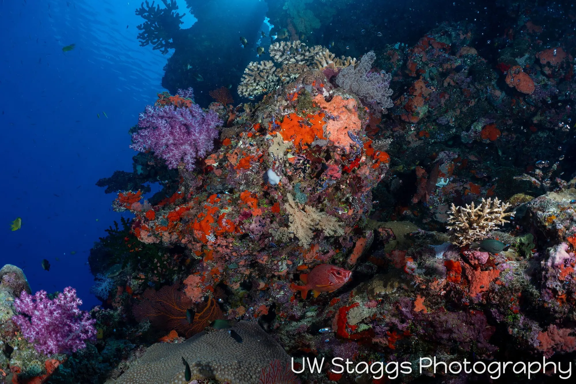 Coral Atoll — Bligh Waters, Fiji