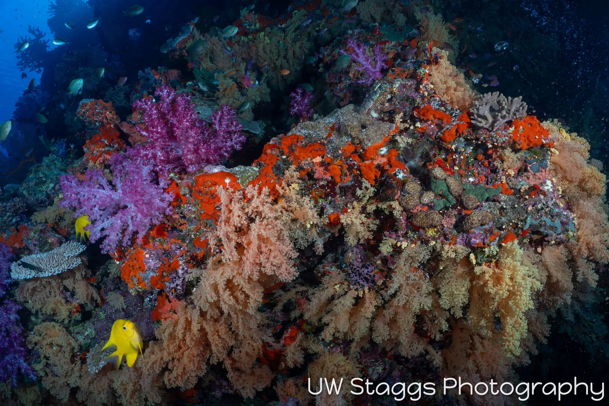 Coral Atoll — Bligh Waters, Fiji