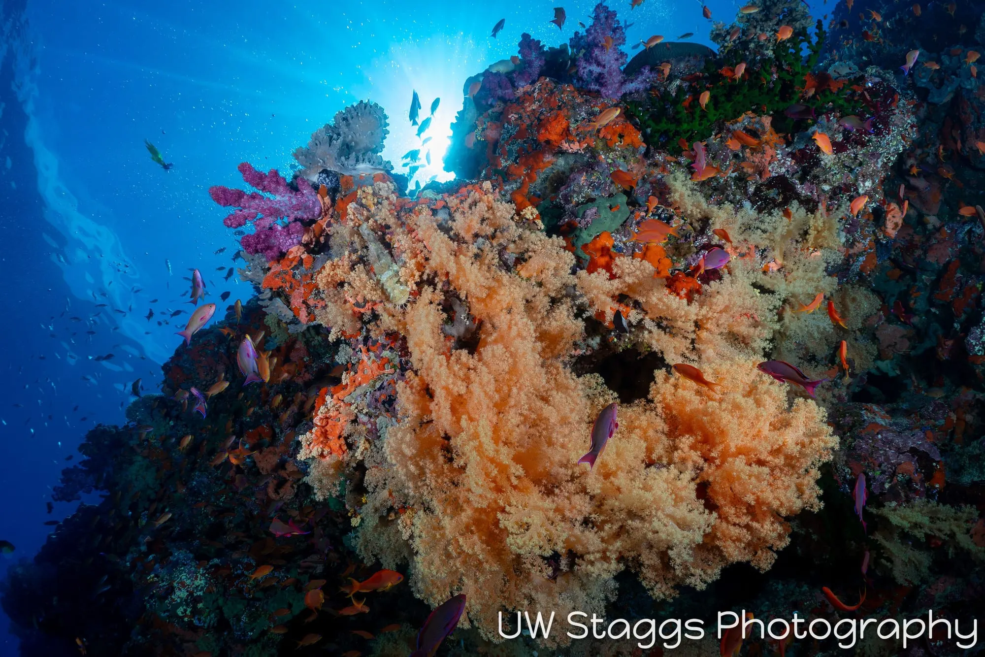 Coral Atoll — Bligh Waters, Fiji