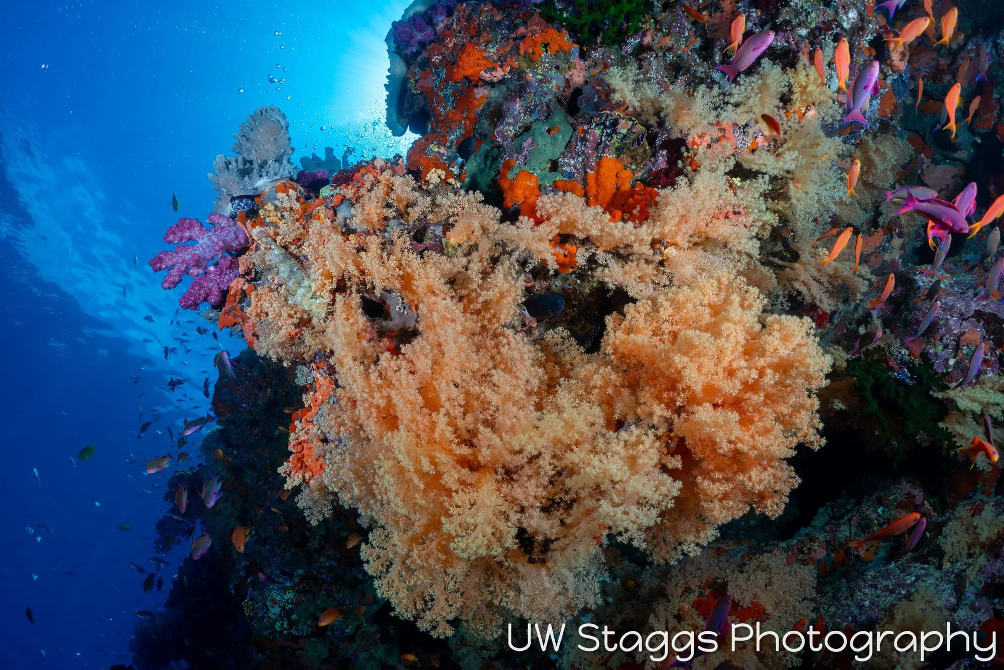 Coral Atoll — Bligh Waters, Fiji