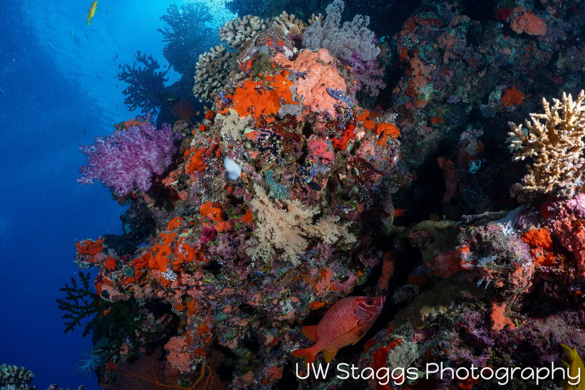 Coral Atoll — Bligh Waters, Fiji