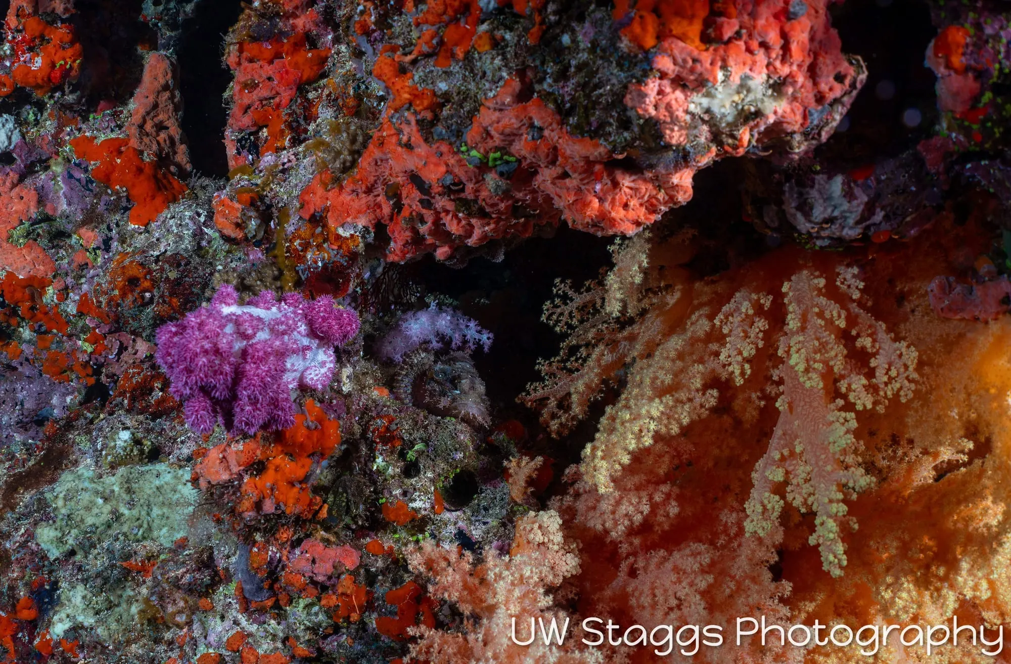 Tunicate — Bligh Waters, Fiji