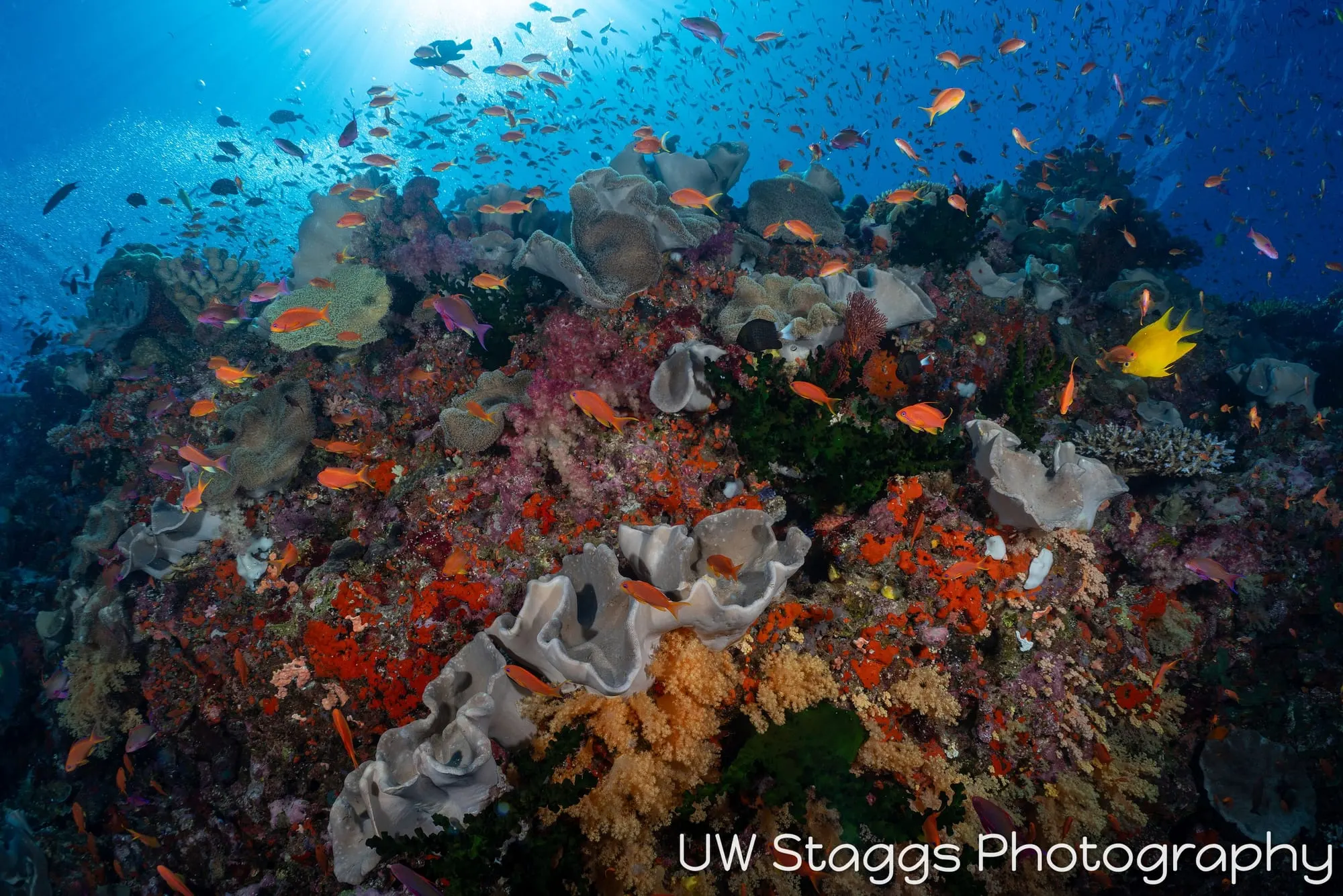 Coral Atoll — Bligh Waters, Fiji