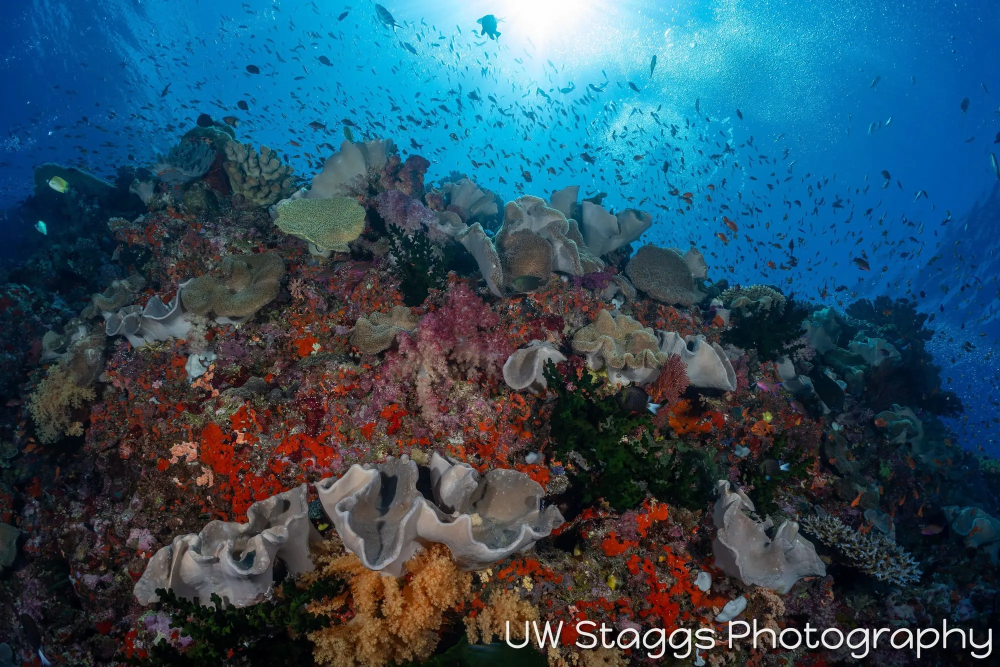 Coral Atoll — Bligh Waters, Fiji