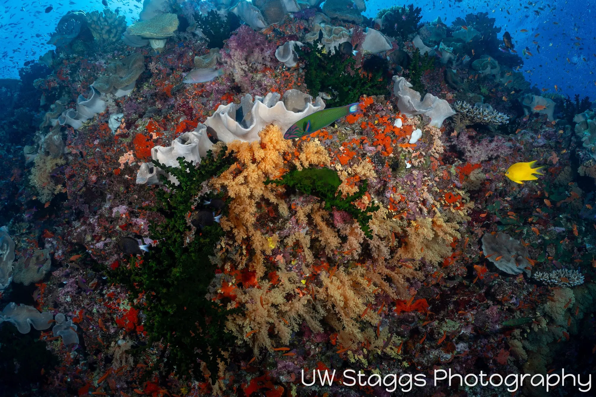 Coral Atoll — Bligh Waters, Fiji