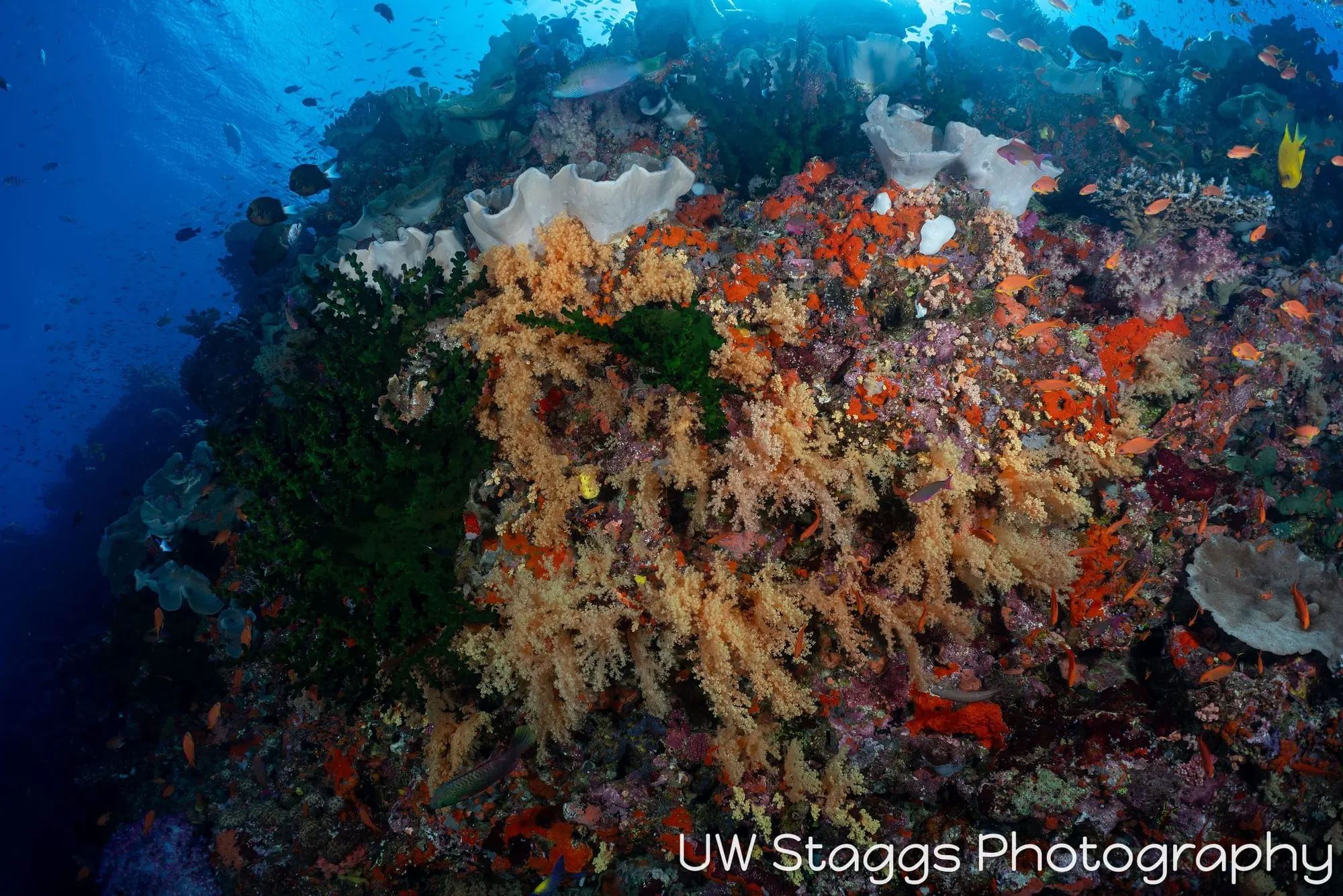 Coral Atoll — Bligh Waters, Fiji