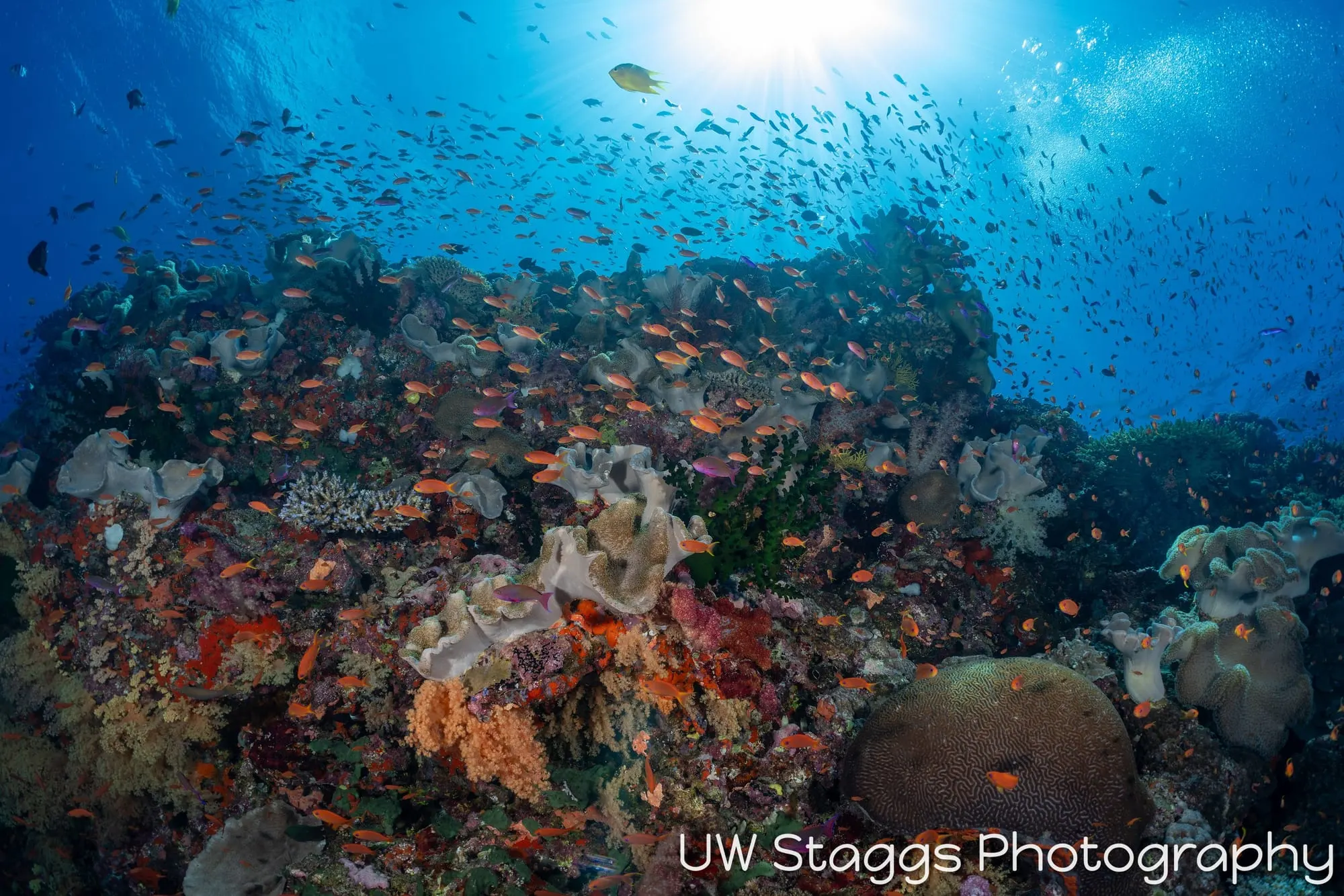 Coral Atoll — Bligh Waters, Fiji