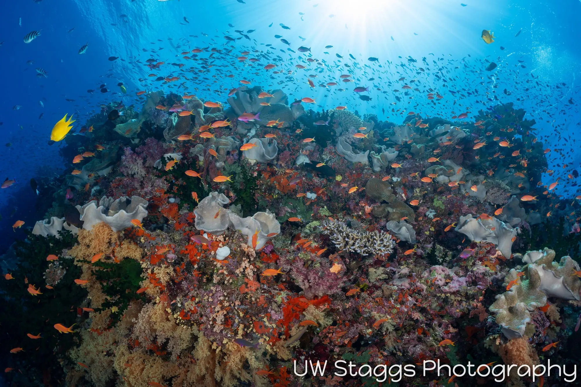 Coral Atoll — Bligh Waters, Fiji