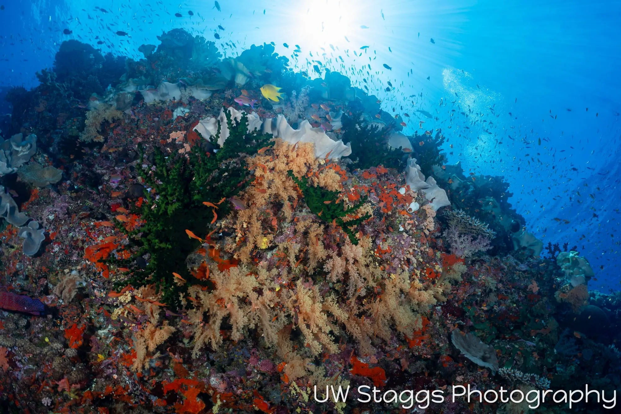 Coral Atoll — Bligh Waters, Fiji