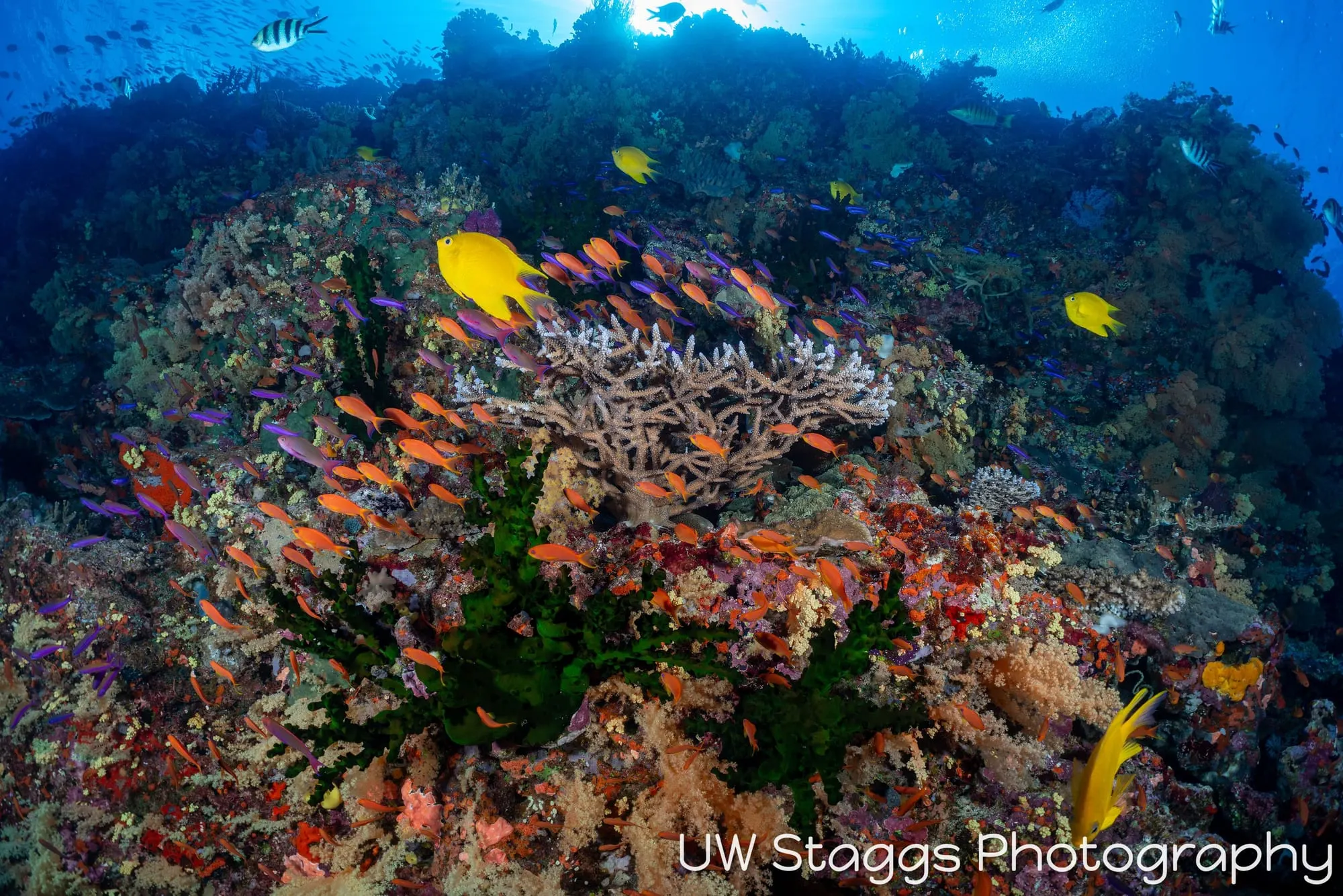 Coral Atoll — Bligh Waters, Fiji
