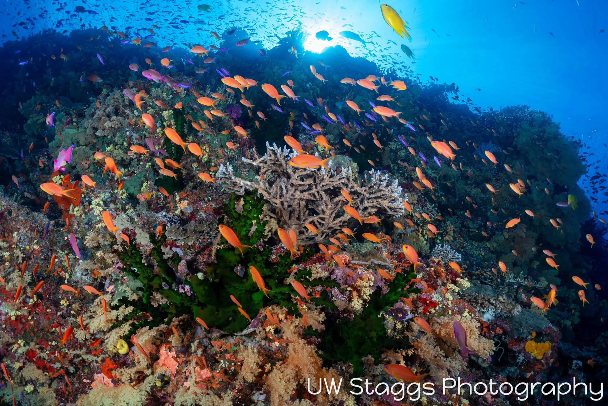 Coral Atoll — Bligh Waters, Fiji