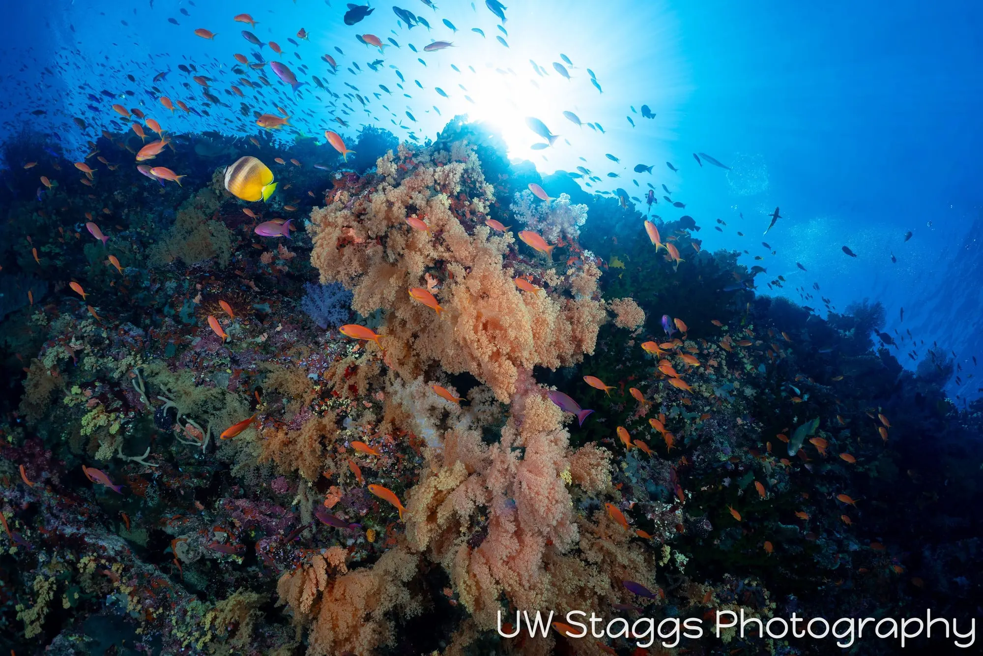 Coral Atoll — Bligh Waters, Fiji