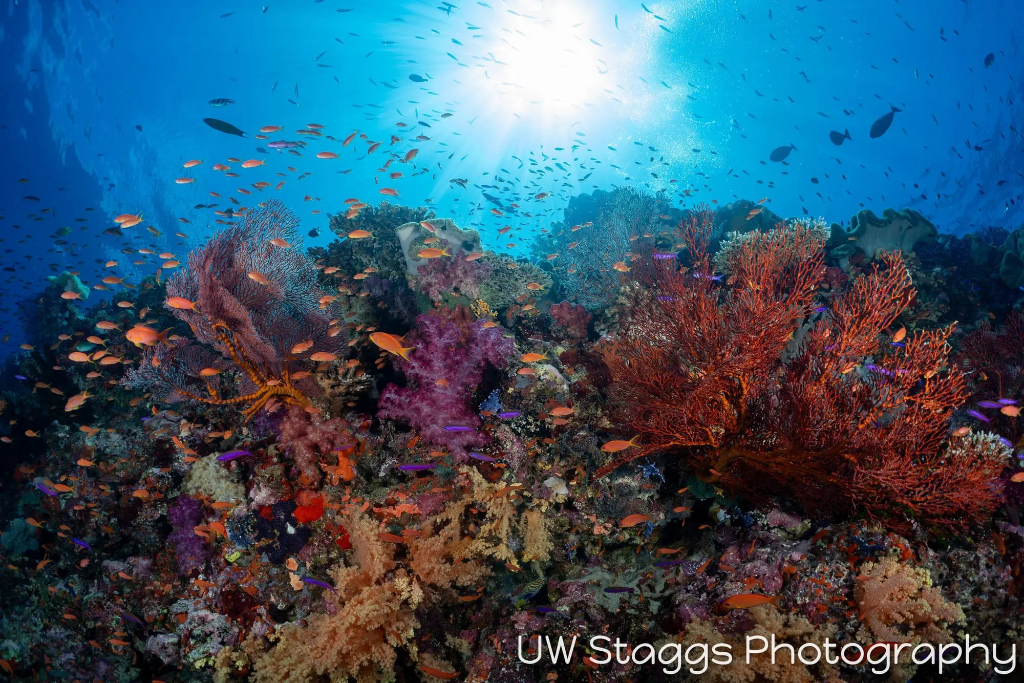 Coral Atoll — Bligh Waters, Fiji