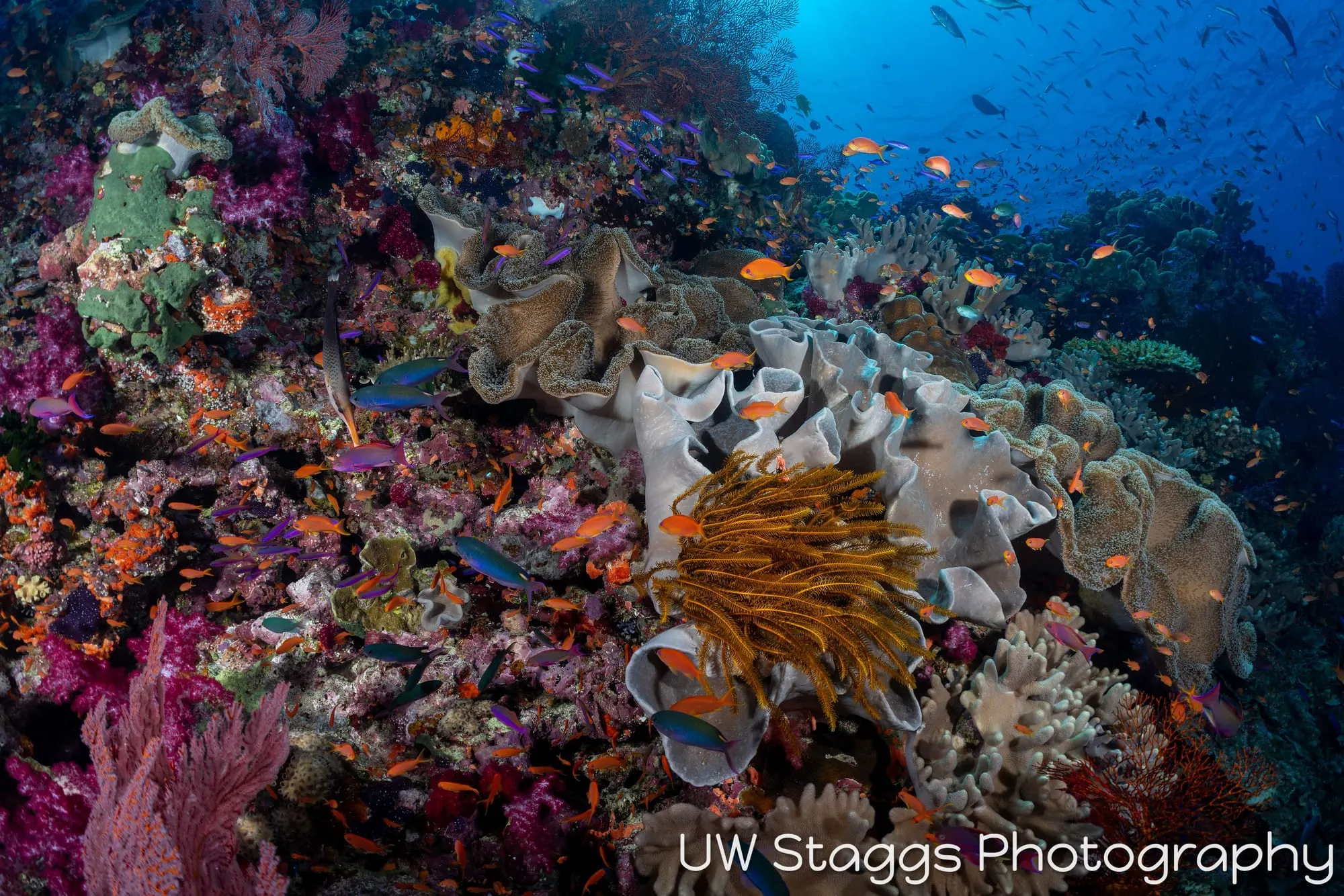 Coral Atoll — Bligh Waters, Fiji