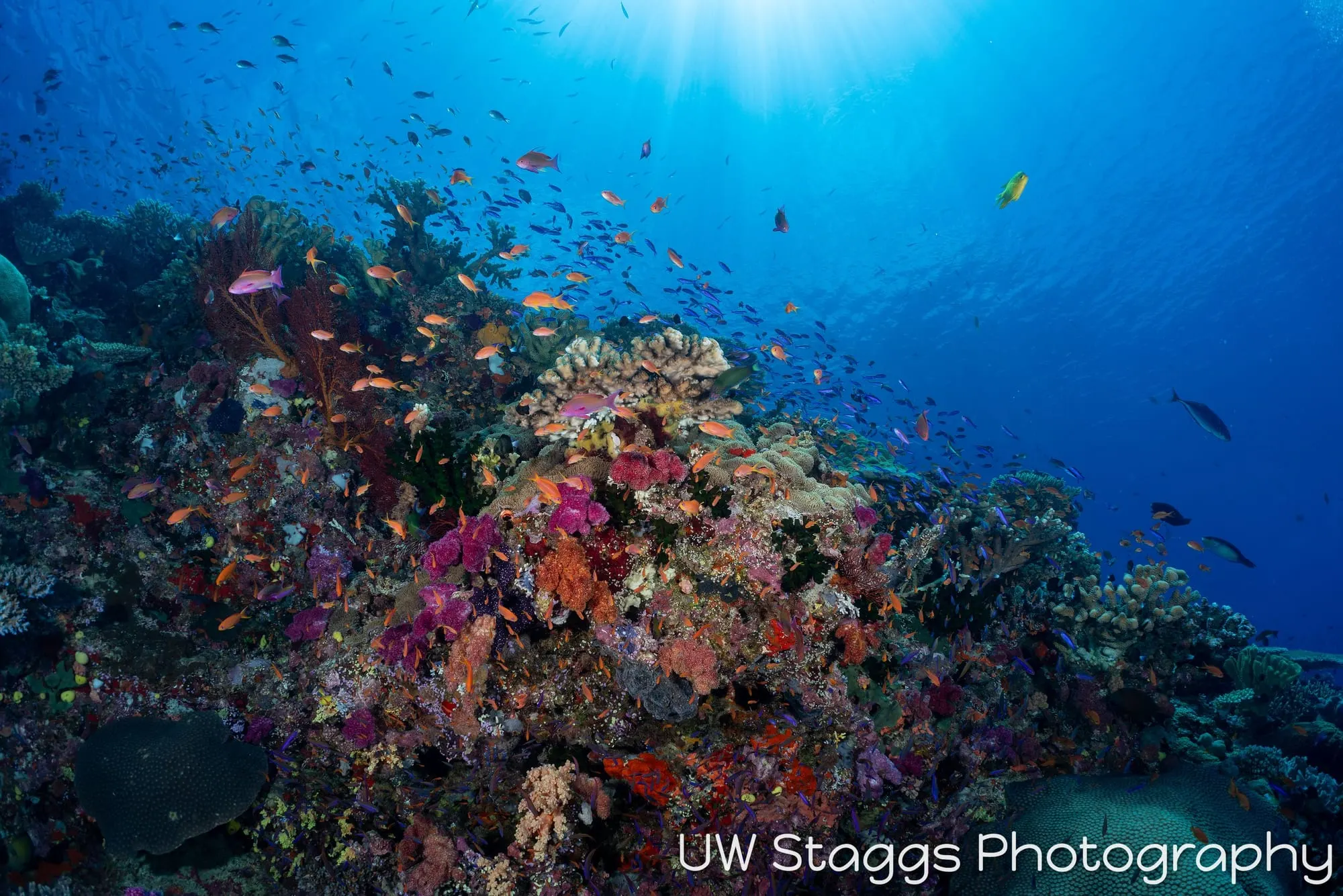 Coral Atoll — Bligh Waters, Fiji
