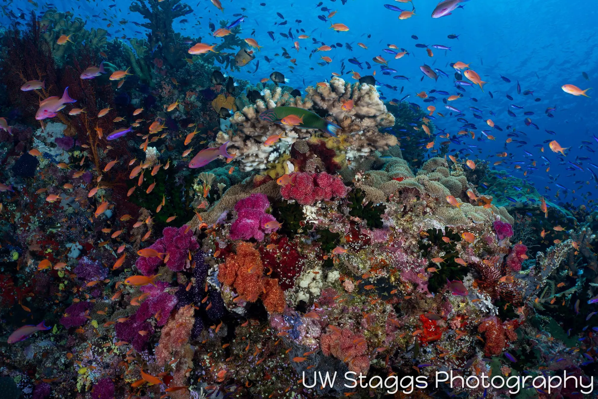 Coral Atoll — Bligh Waters, Fiji