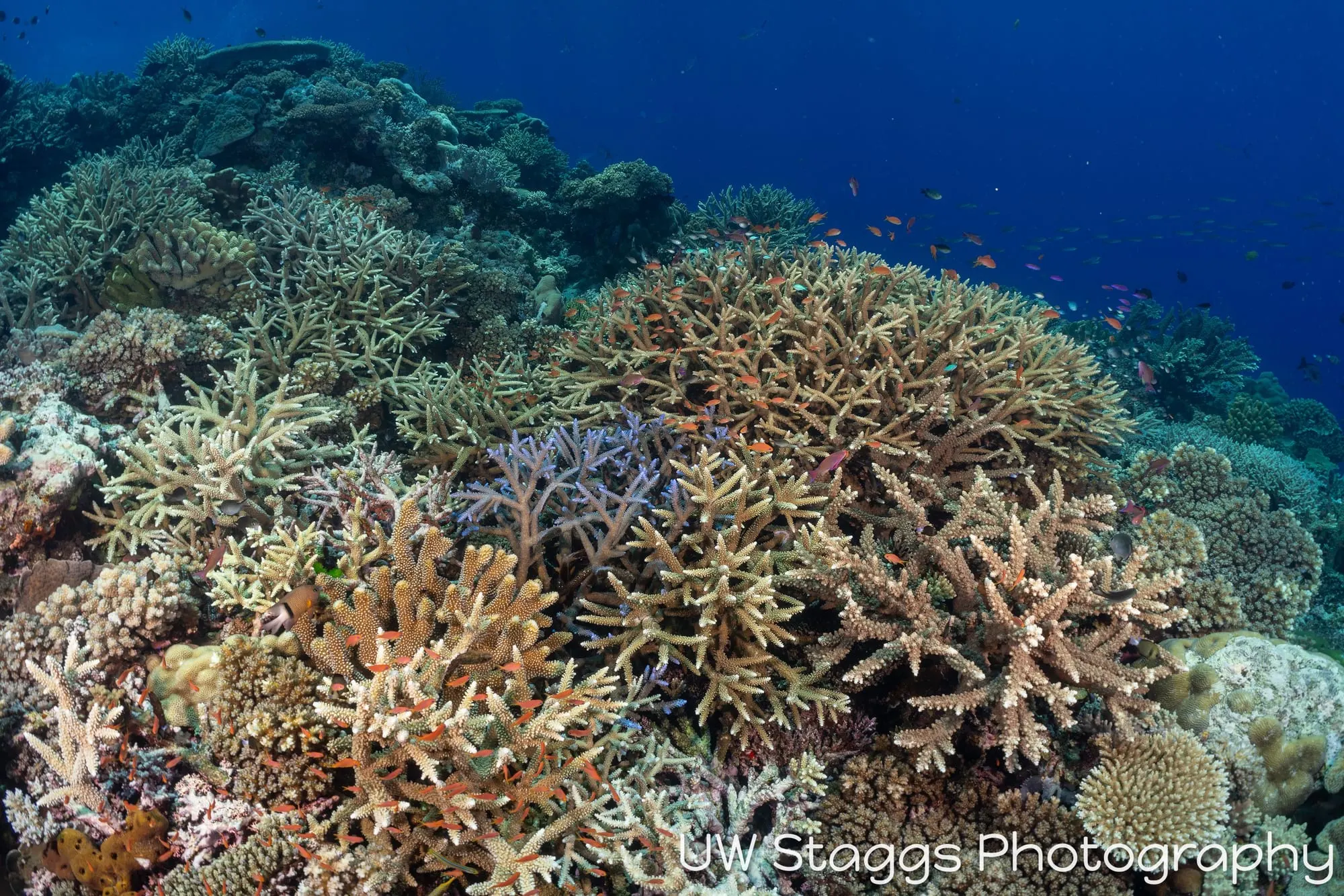 Coral Atoll — Bligh Waters, Fiji