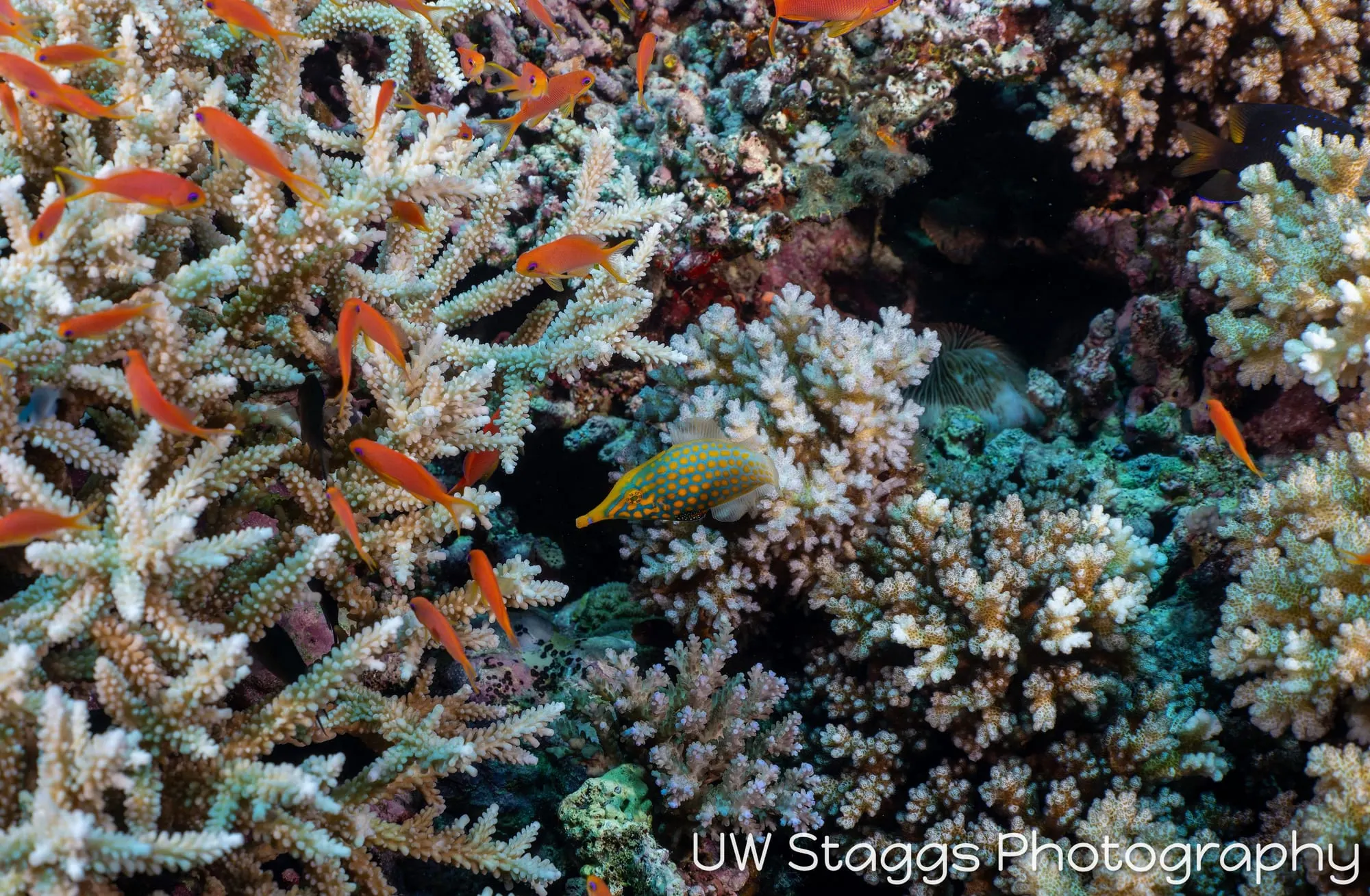 Coral Atoll — Bligh Waters, Fiji