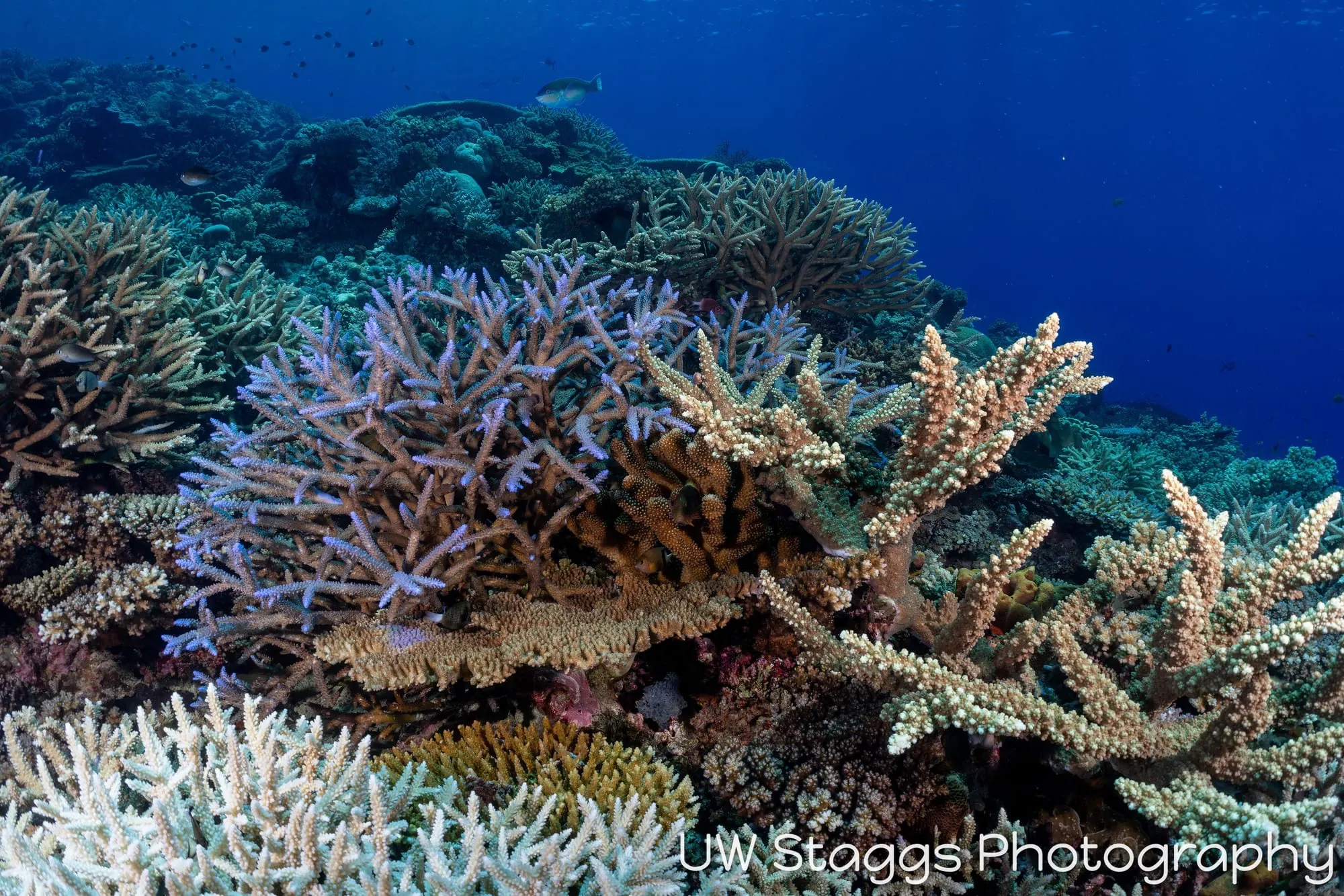 Coral Atoll — Bligh Waters, Fiji