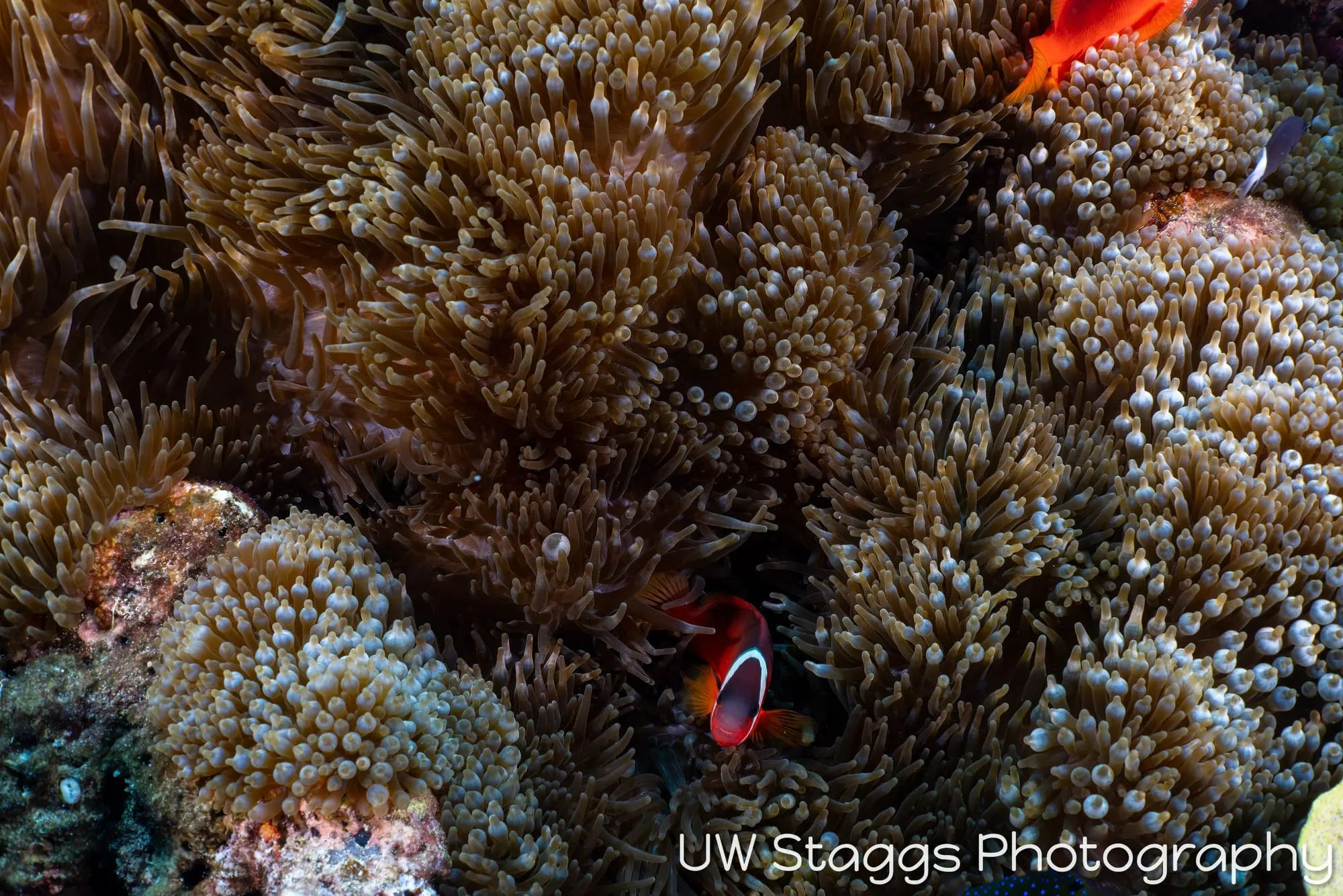 Coral Atoll — Bligh Waters, Fiji