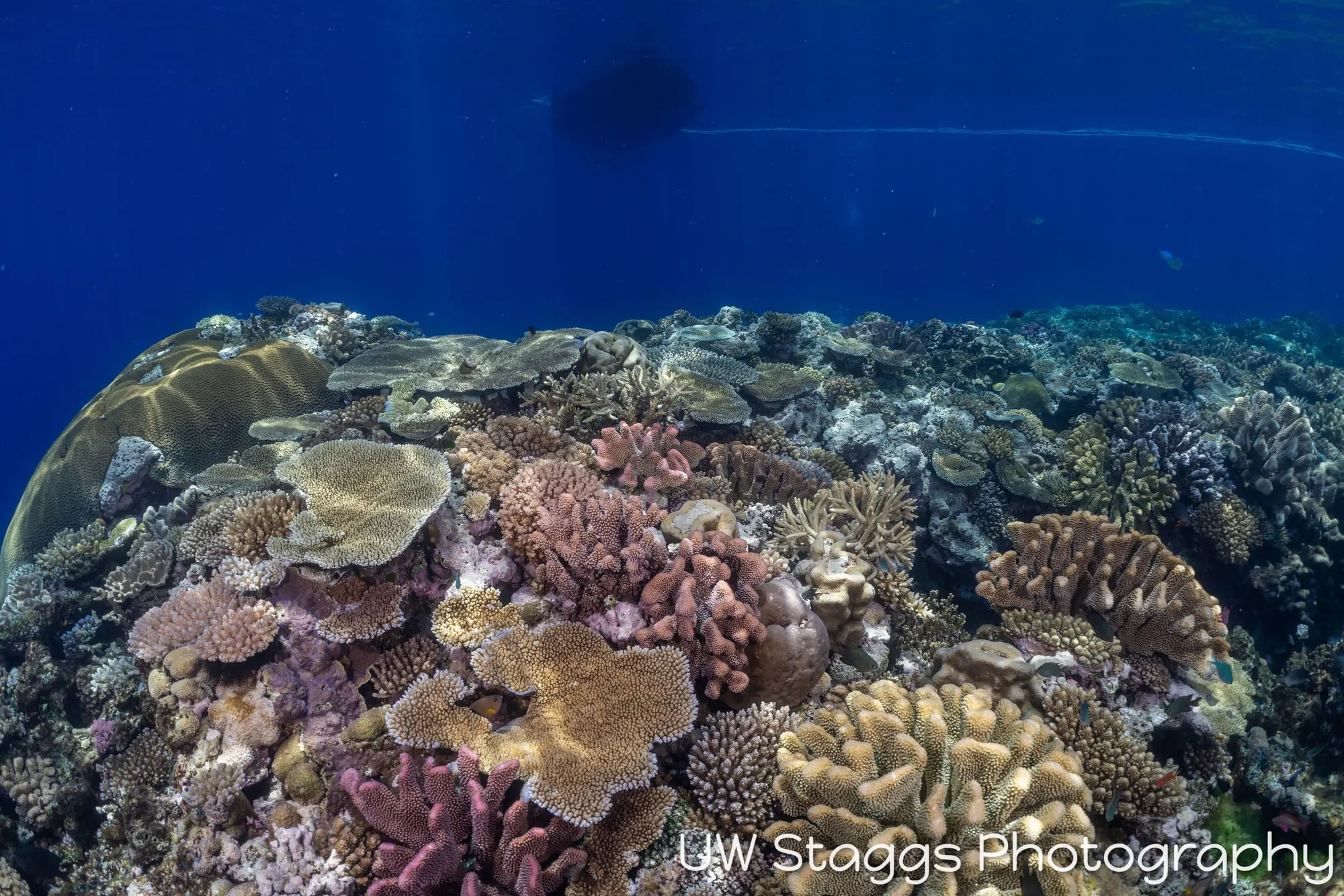Coral Atoll — Bligh Waters, Fiji