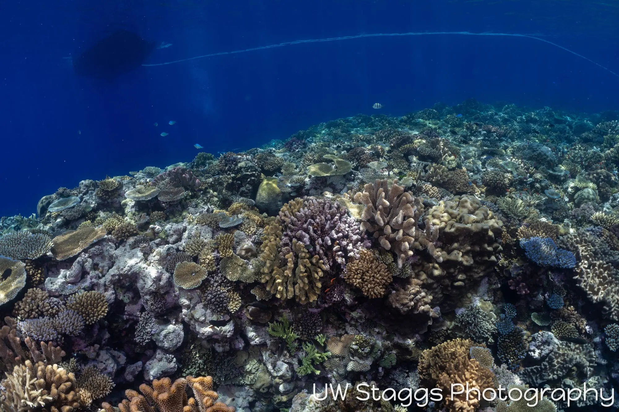 Coral Atoll — Bligh Waters, Fiji