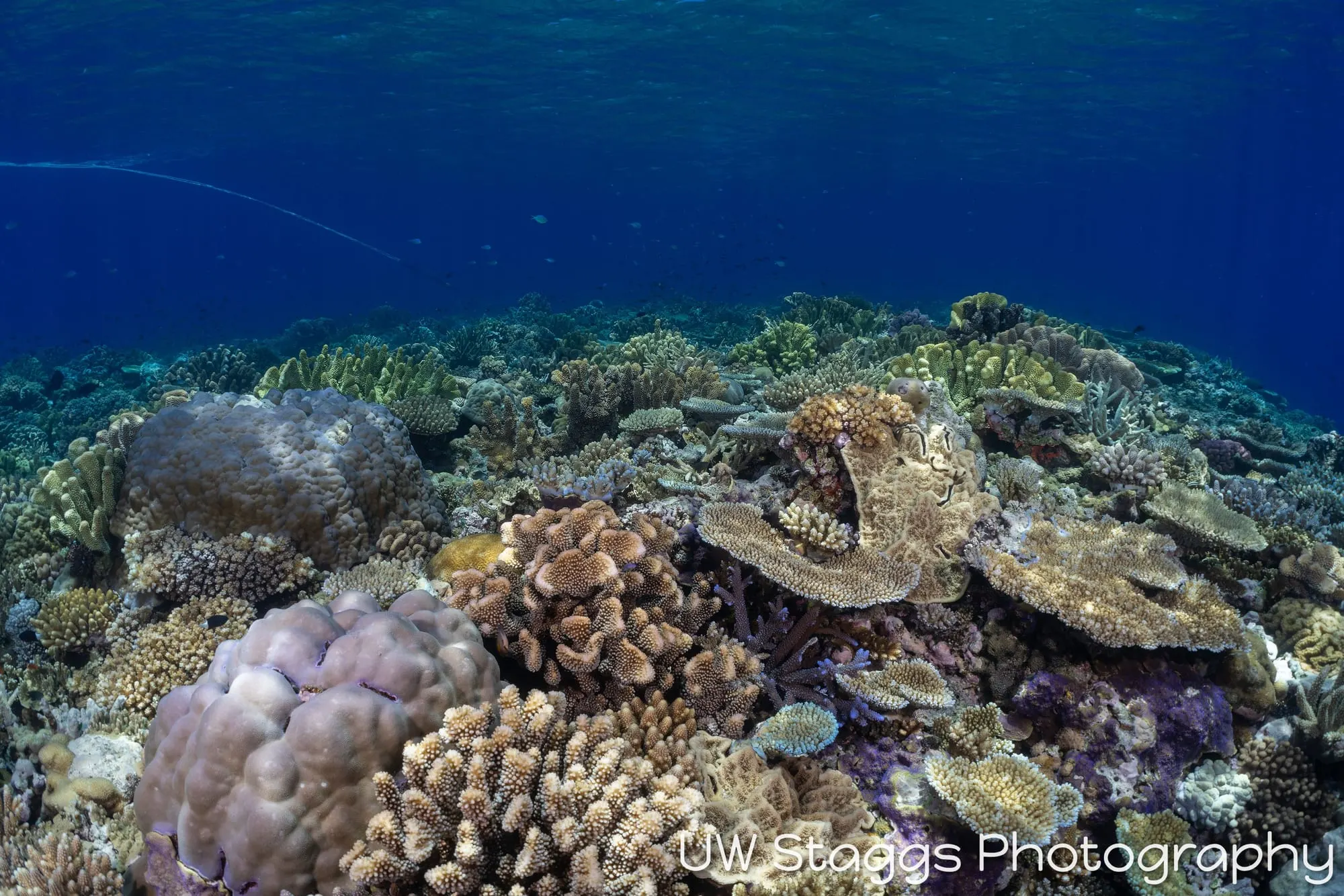 Coral Atoll — Bligh Waters, Fiji