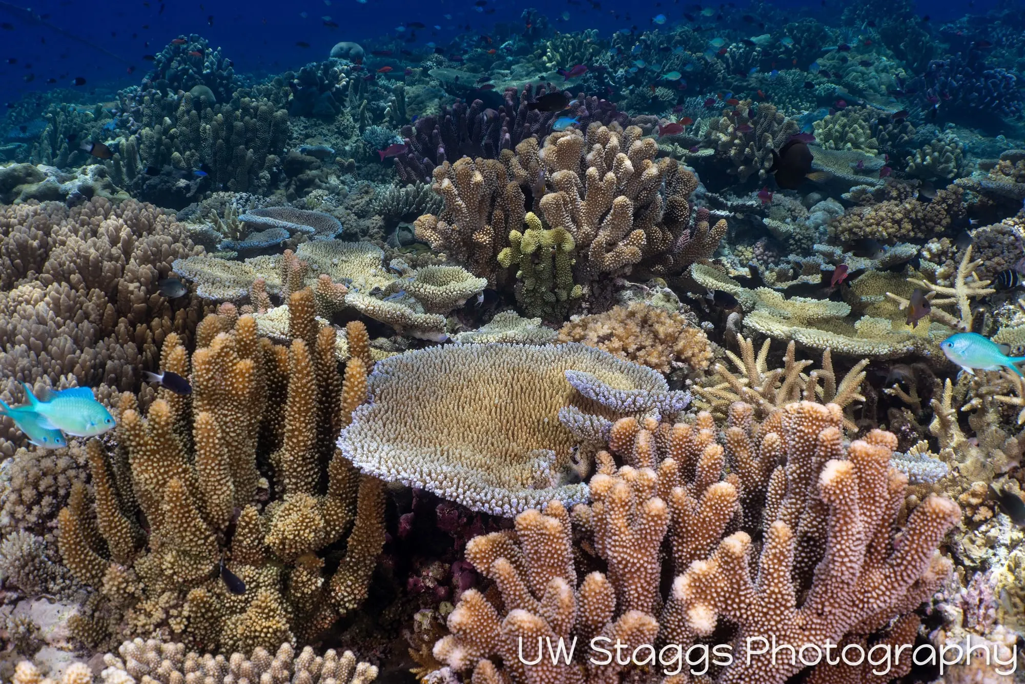 Coral Atoll — Bligh Waters, Fiji