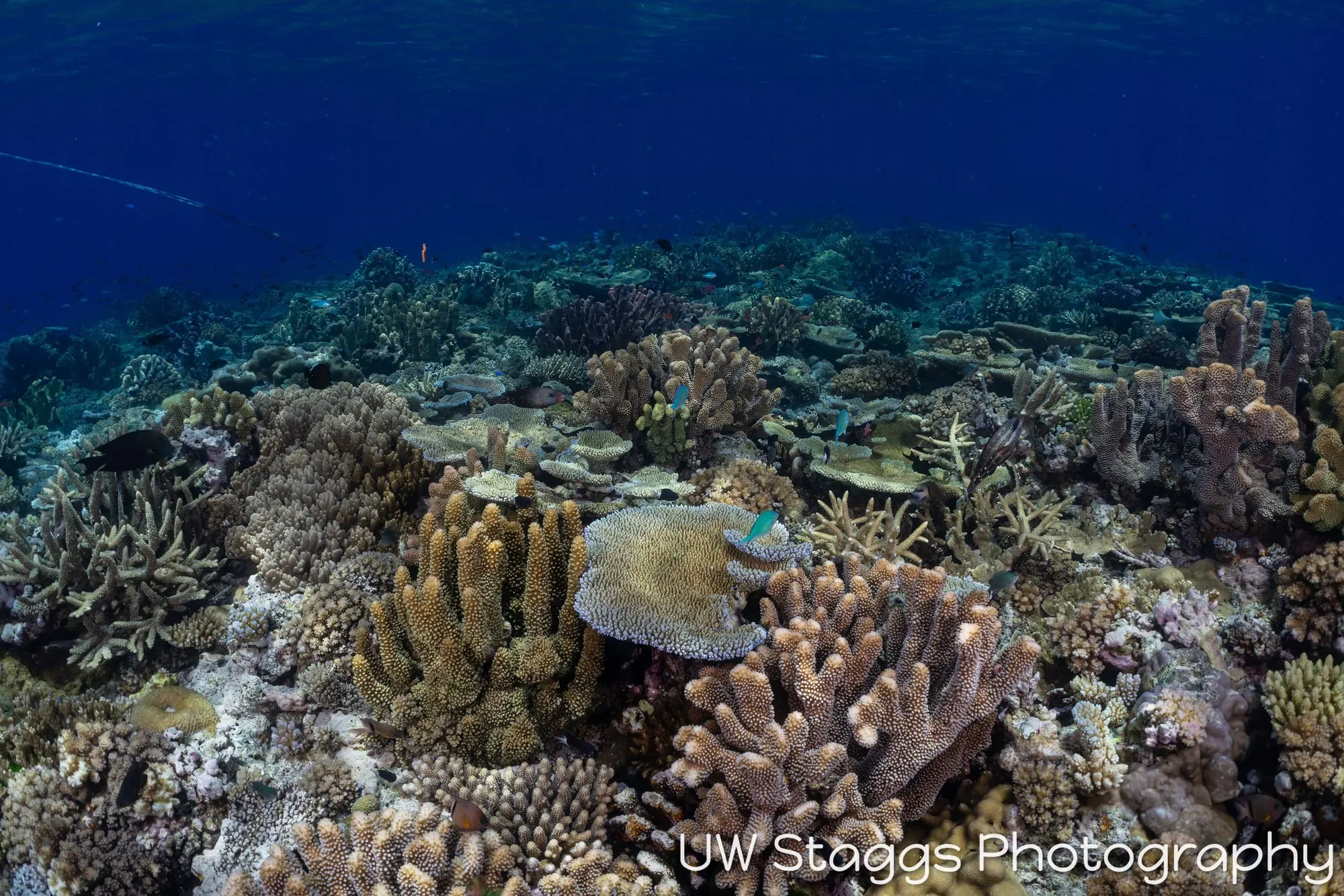 Coral Atoll — Bligh Waters, Fiji