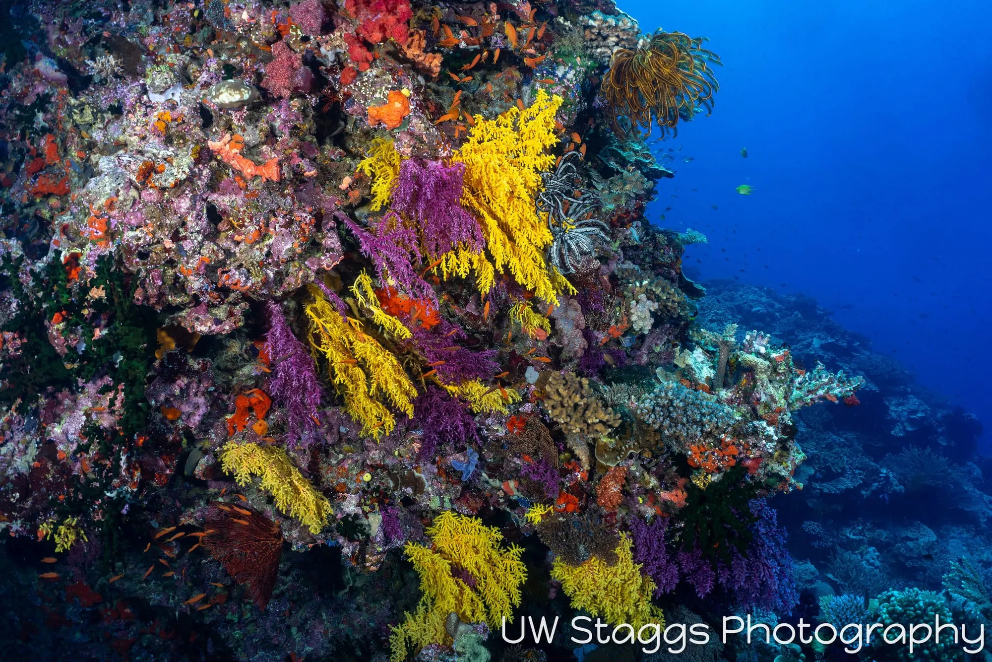 Coral Atoll — Bligh Waters, Fiji