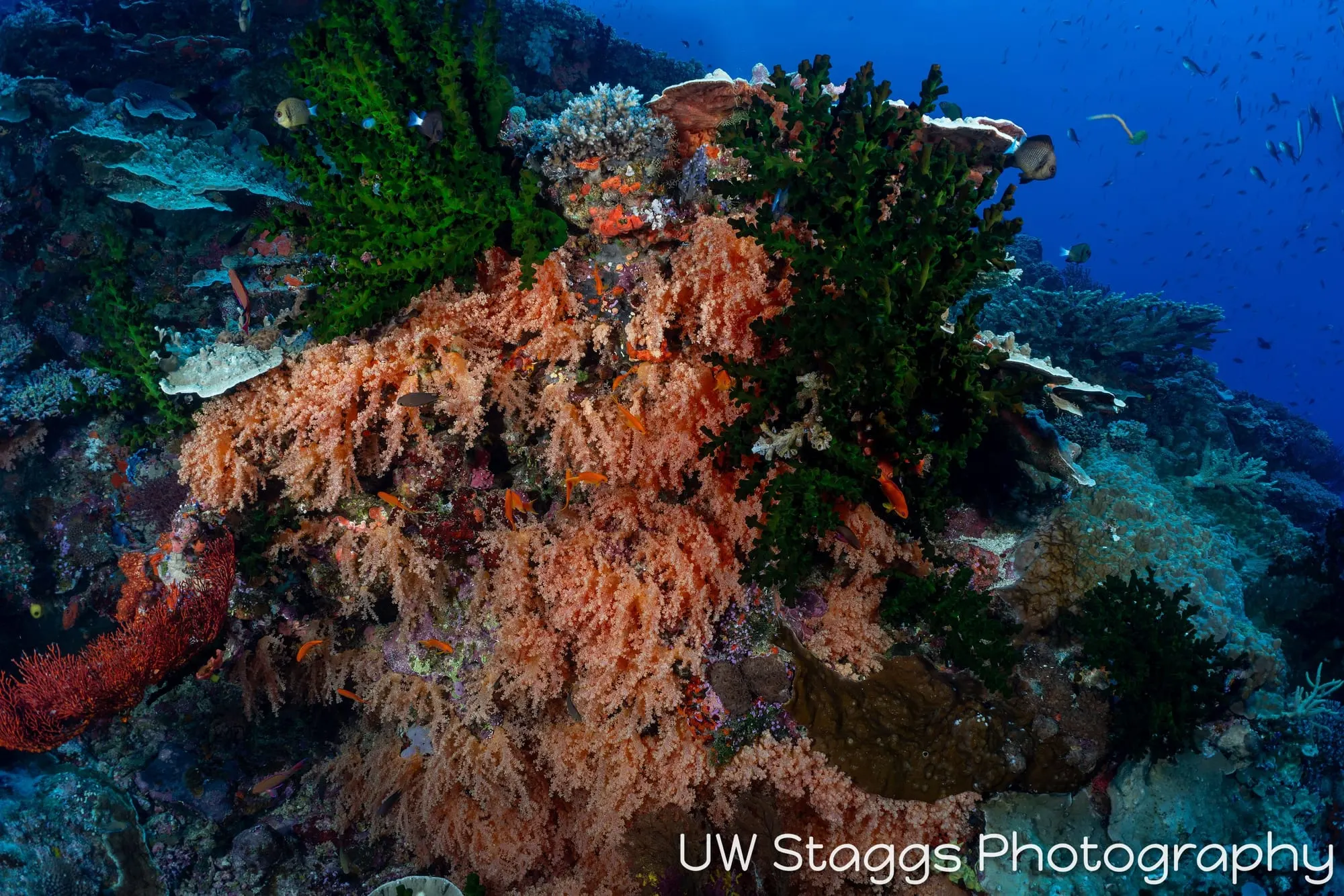 Coral Atoll — Bligh Waters, Fiji