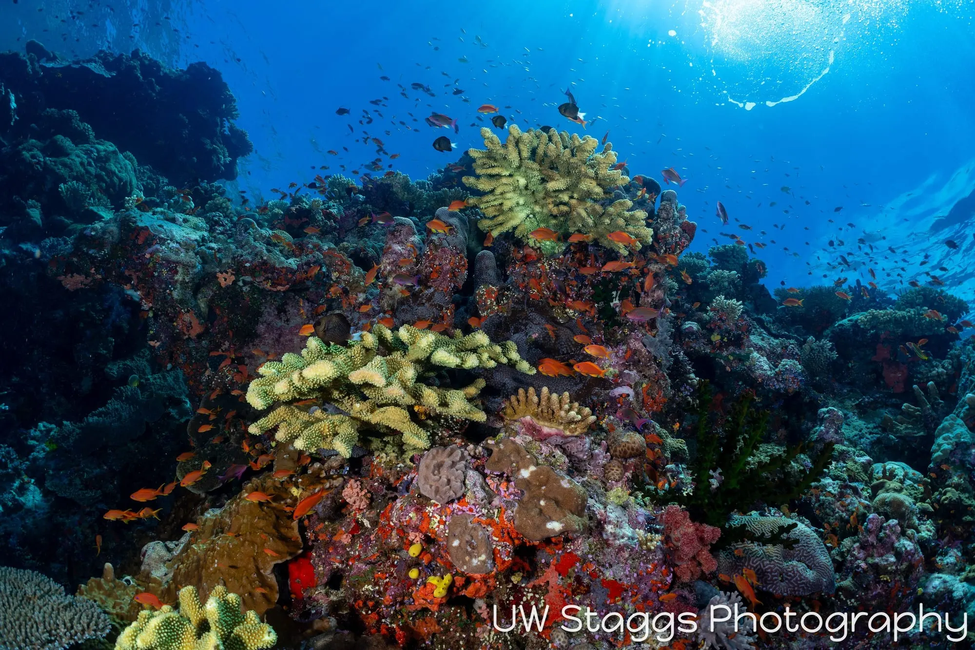 Coral Atoll — Bligh Waters, Fiji