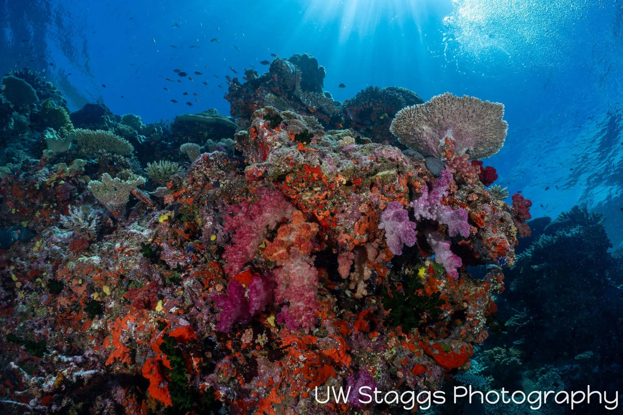 Coral Atoll — Bligh Waters, Fiji