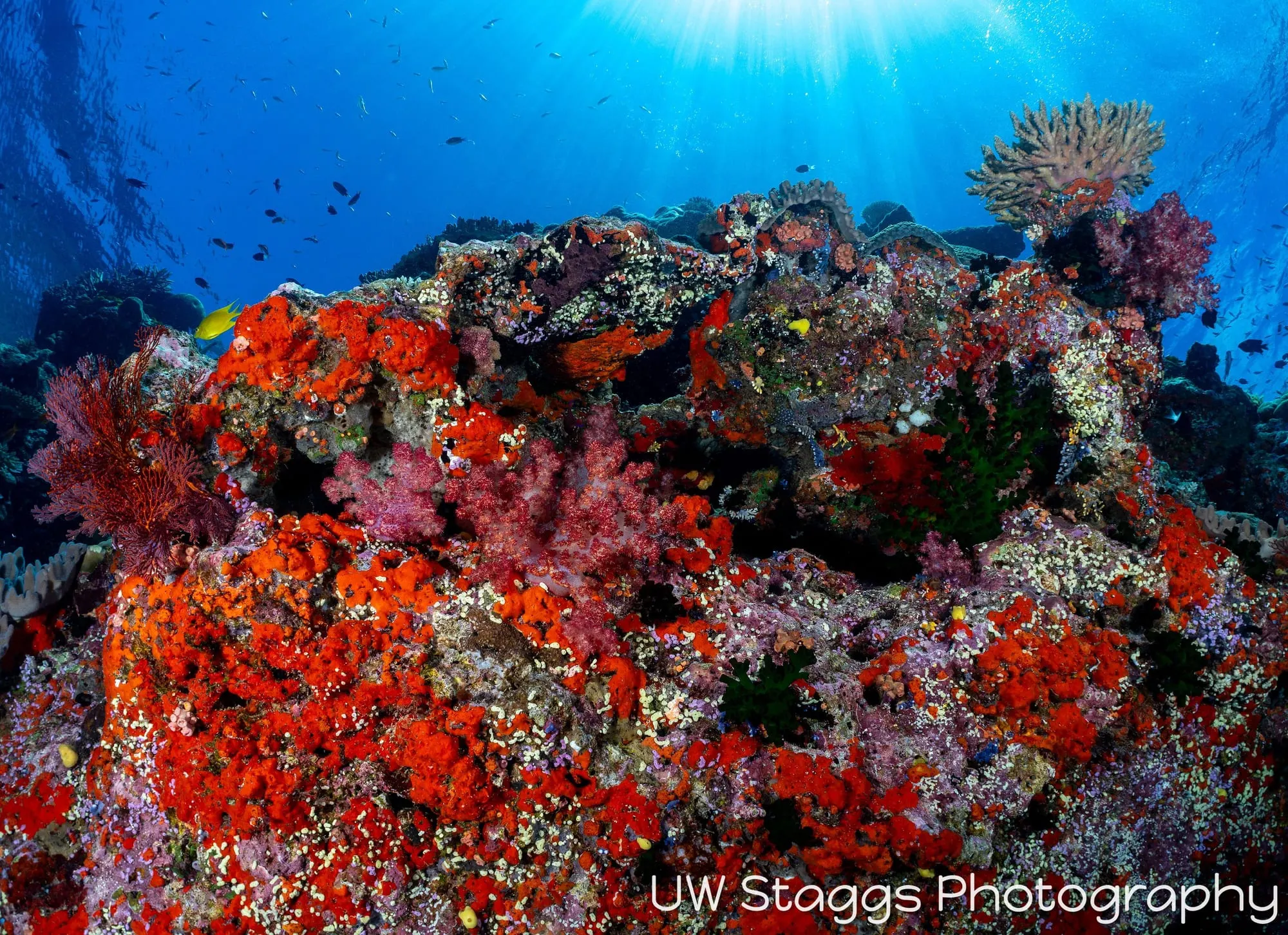 Coral Atoll — Bligh Waters, Fiji